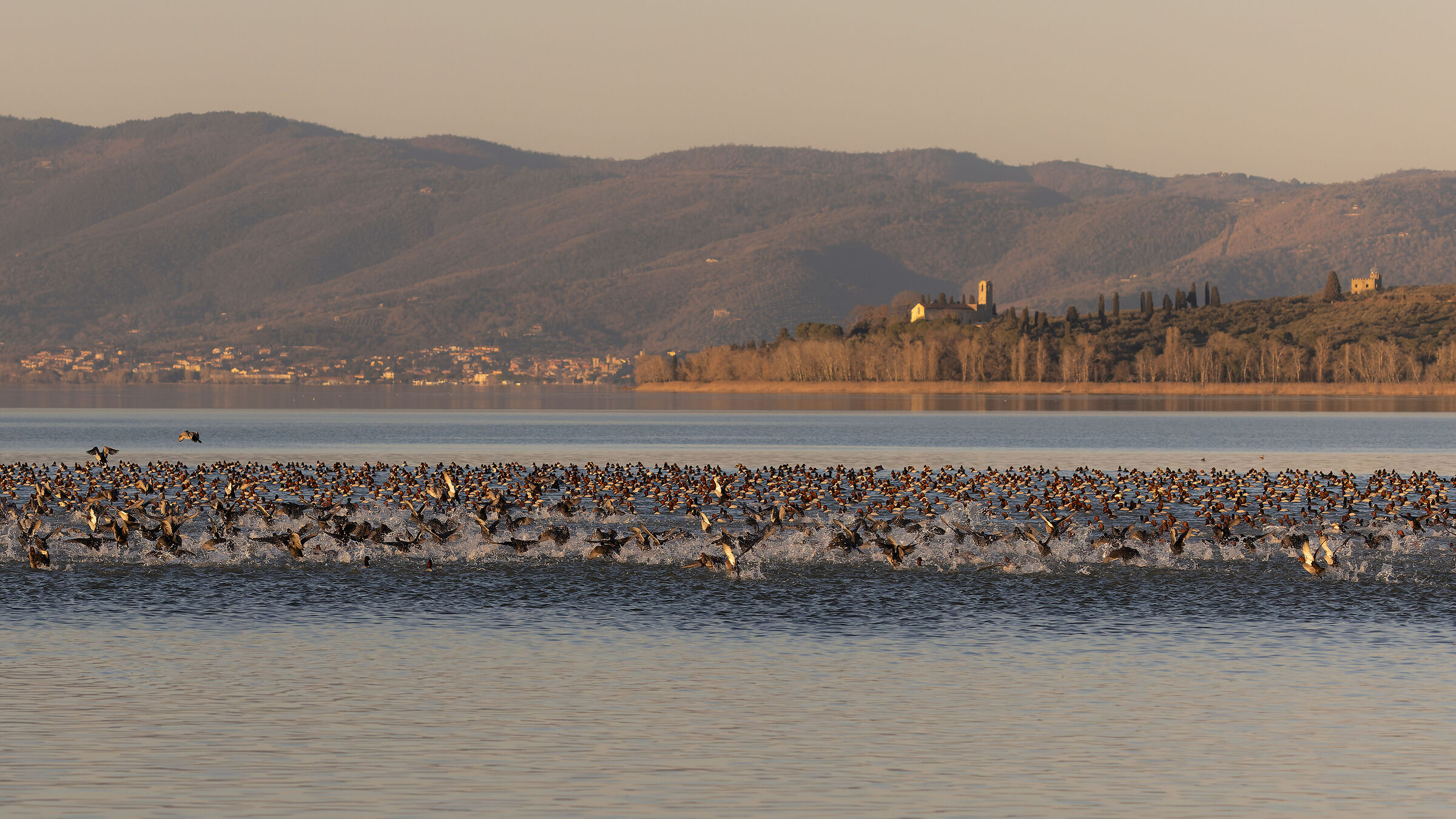 Moriglioni del Trasimeno