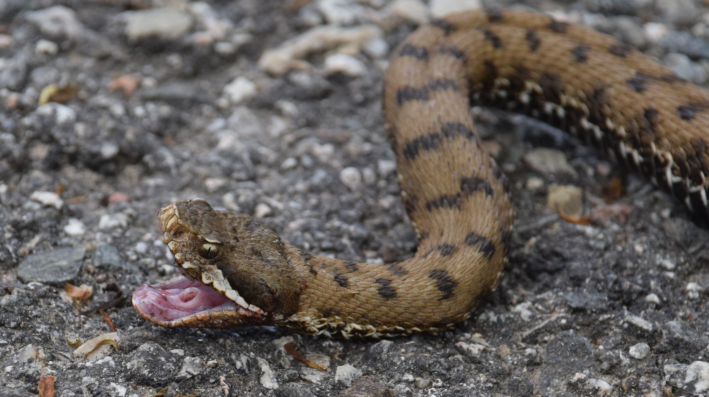 The Viper of the Sacred Mount