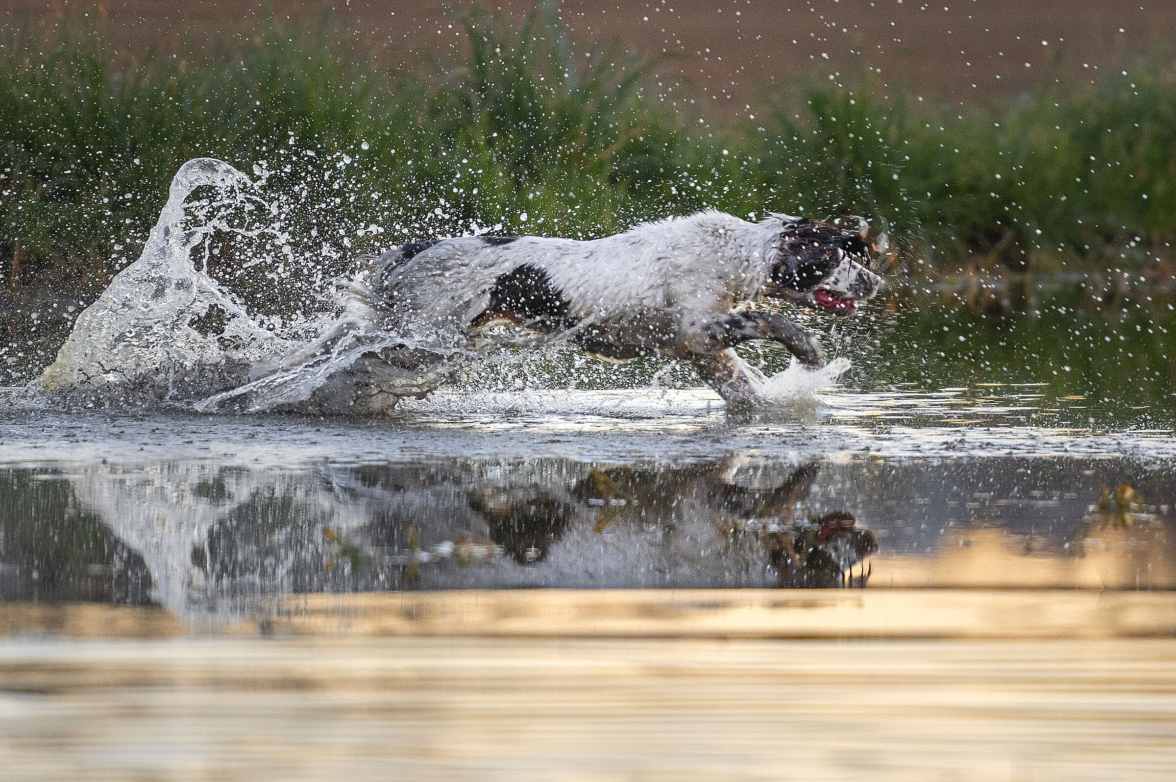 uno specchio d'acqua