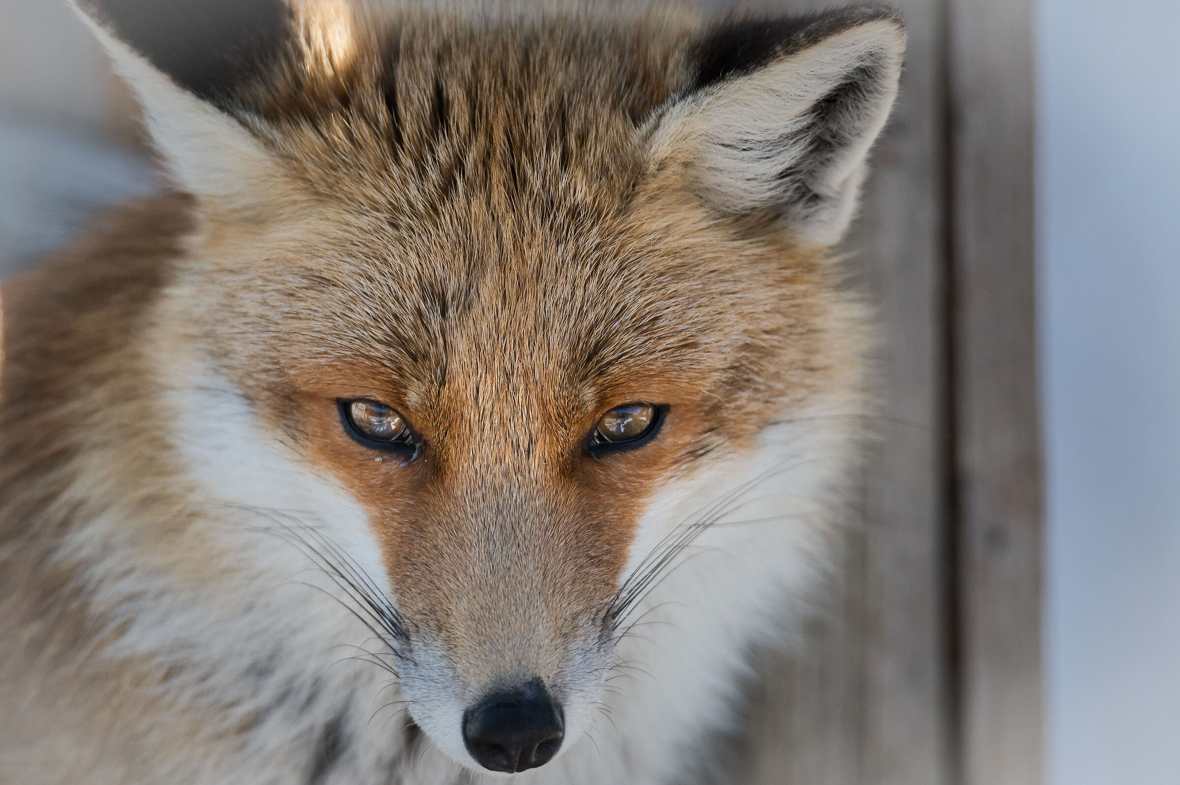 The Fox
