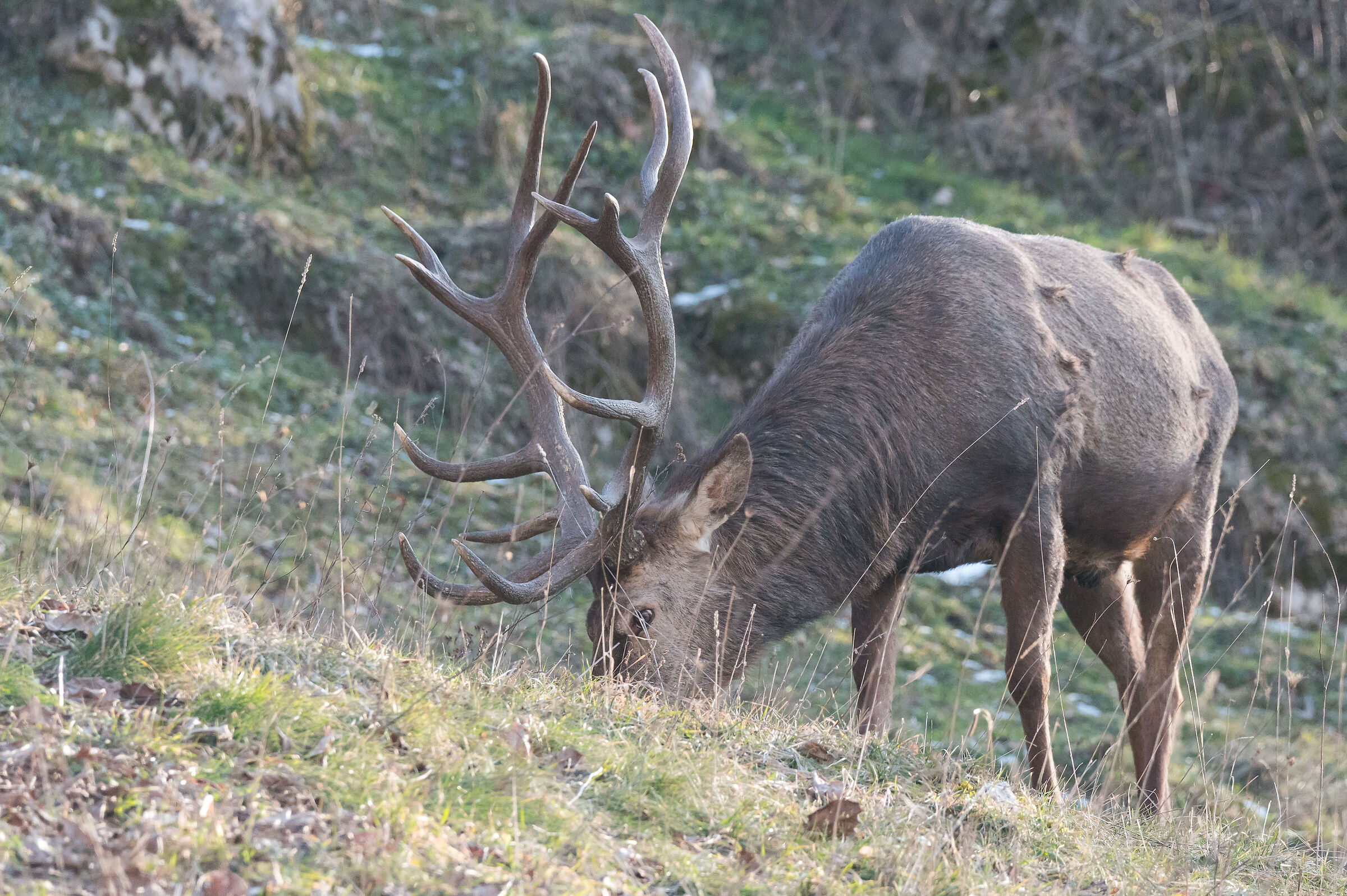 Deer