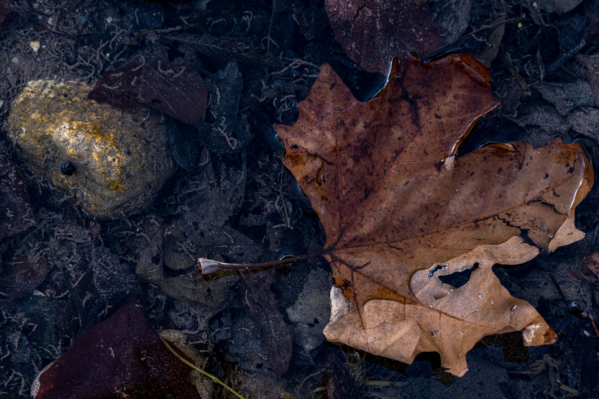 Still Life (drowned)