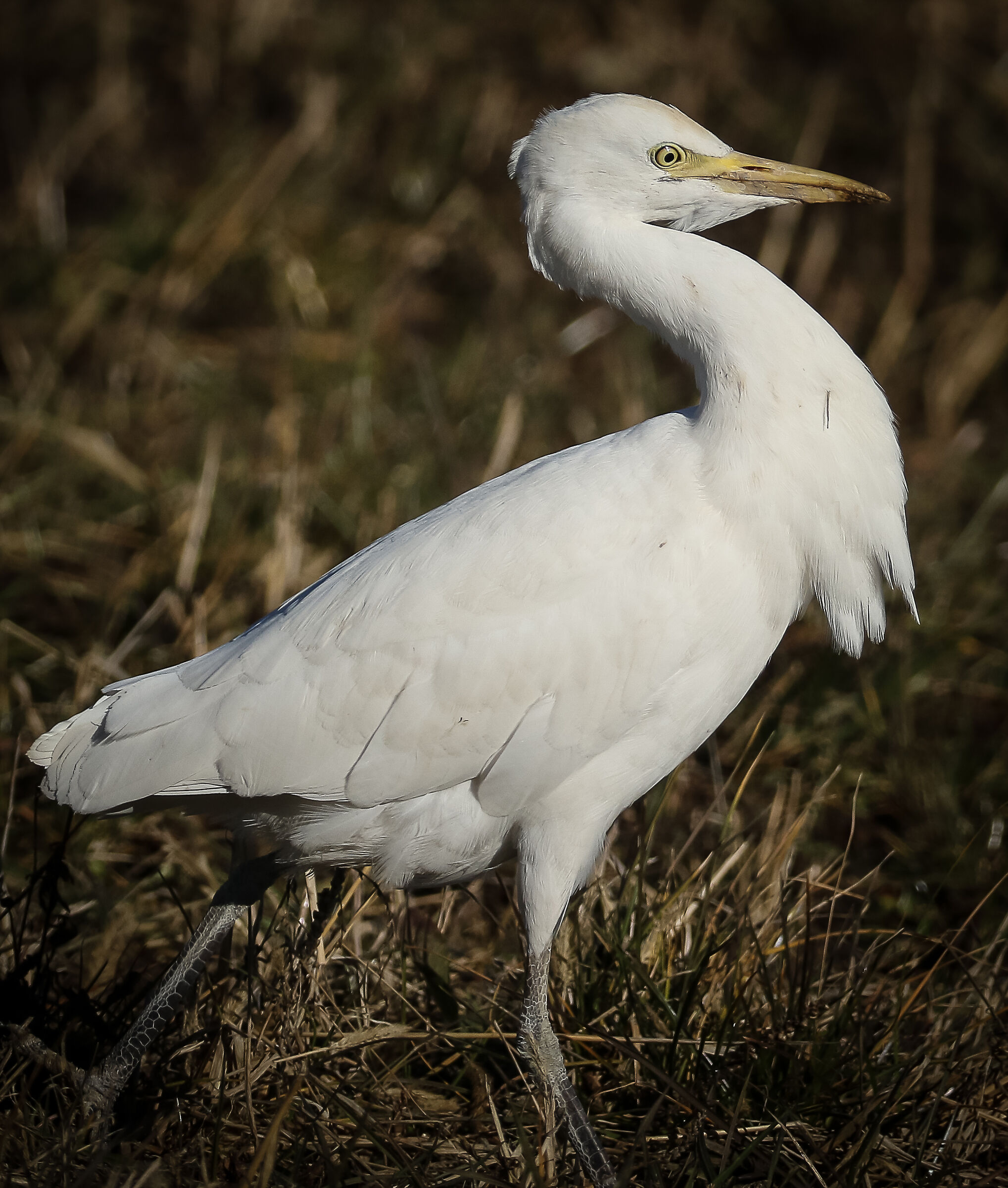 Heron Watch Oxen march forward!