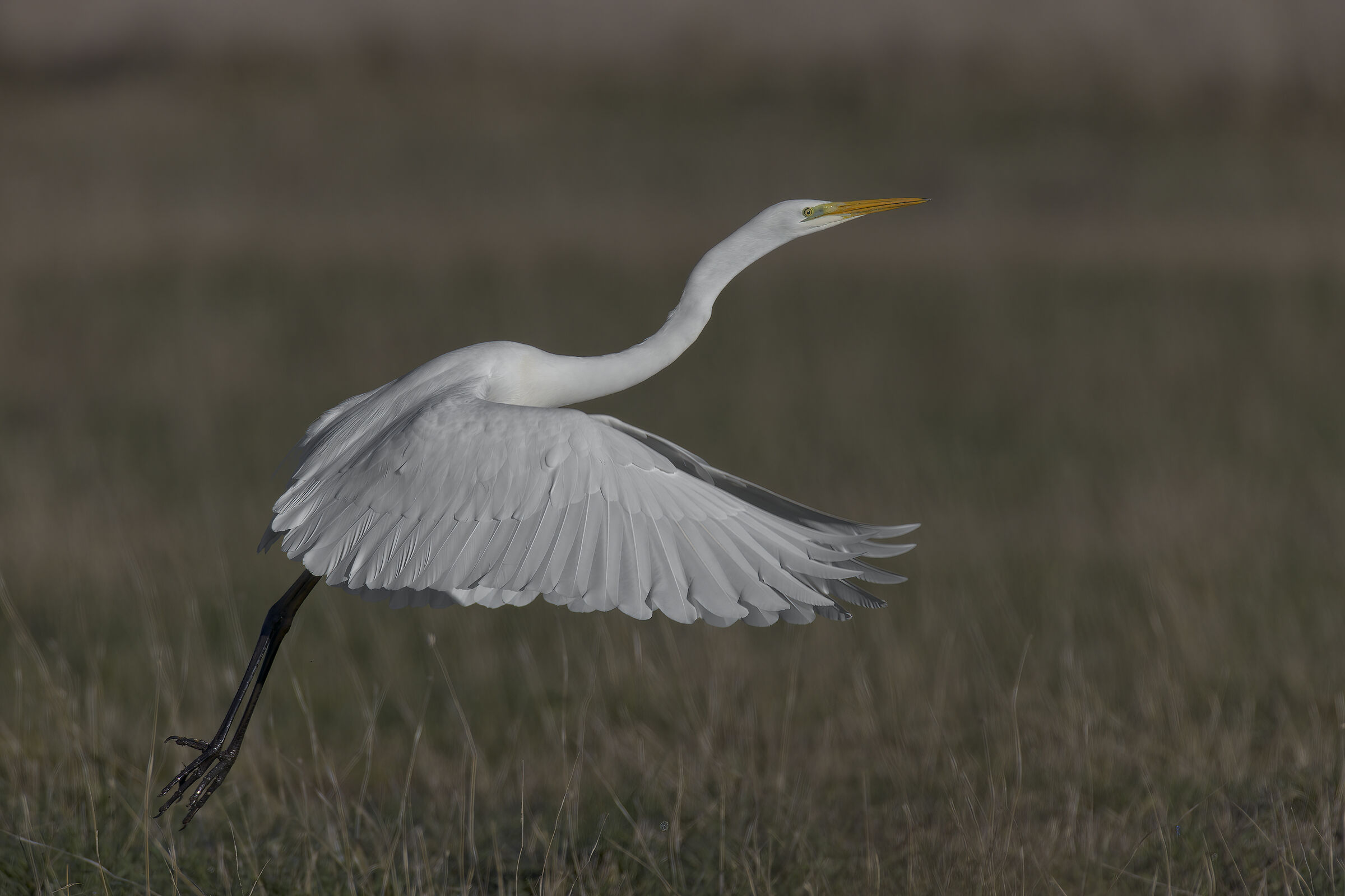 bianco maggiore in partenza