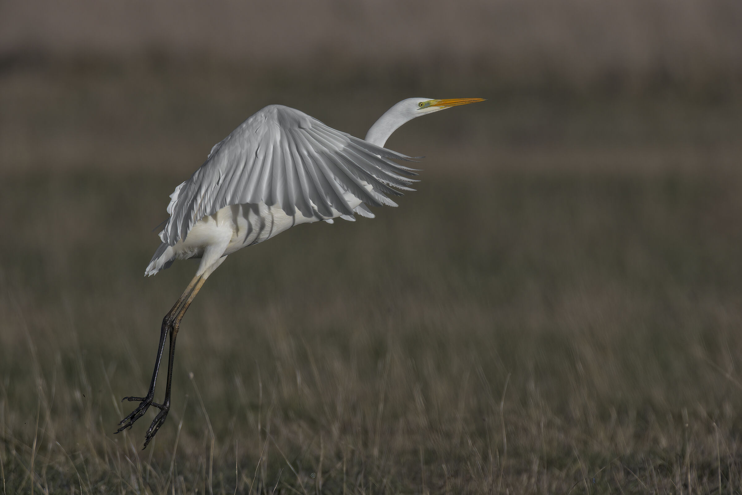 bianco maggiore in partenza2
