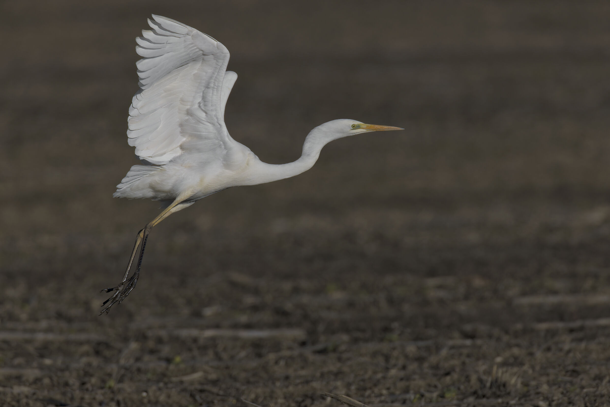 bianco maggiore in partenza3
