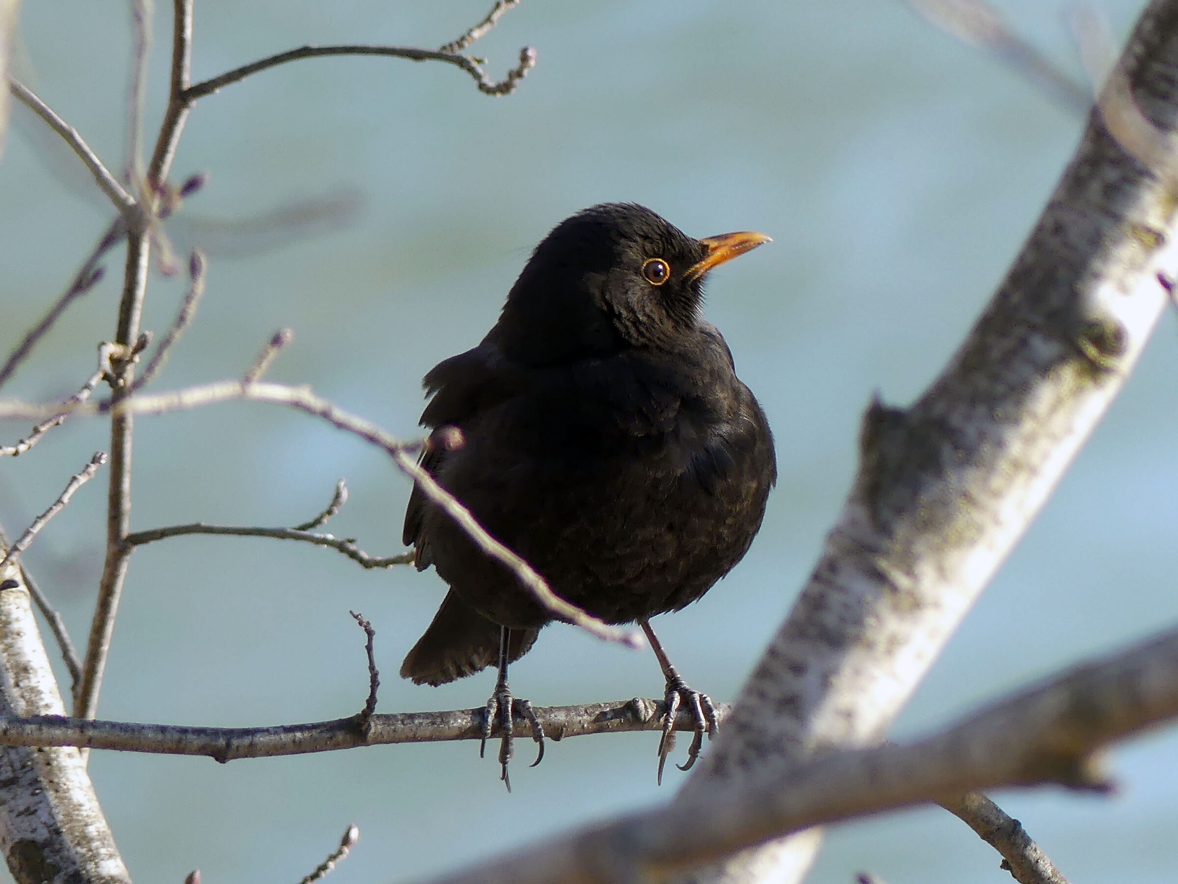 Blackbird