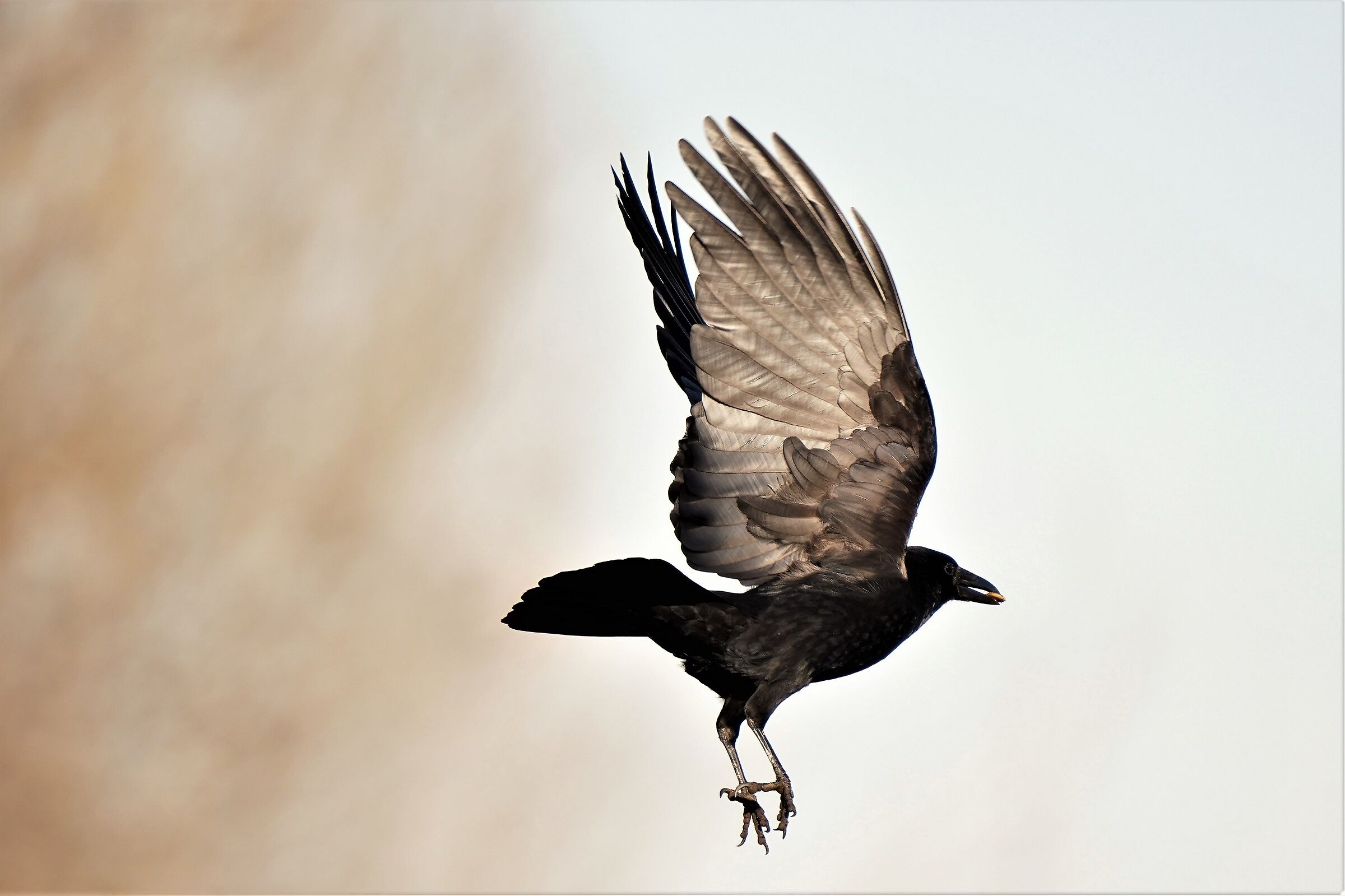 Crow (Corvus Linnaeus)