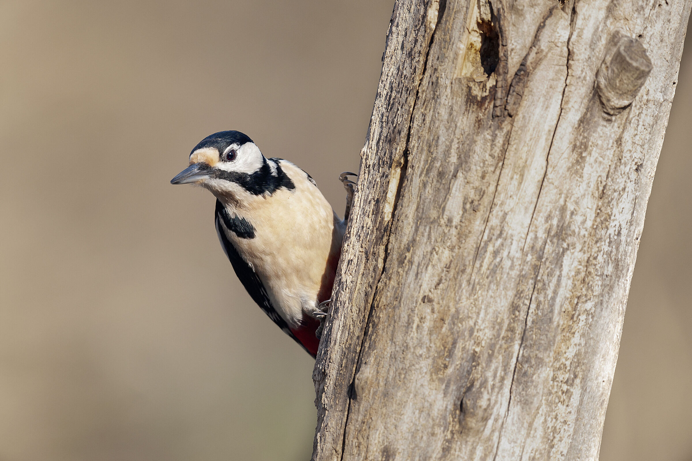 Picchio Rosso Maggiore