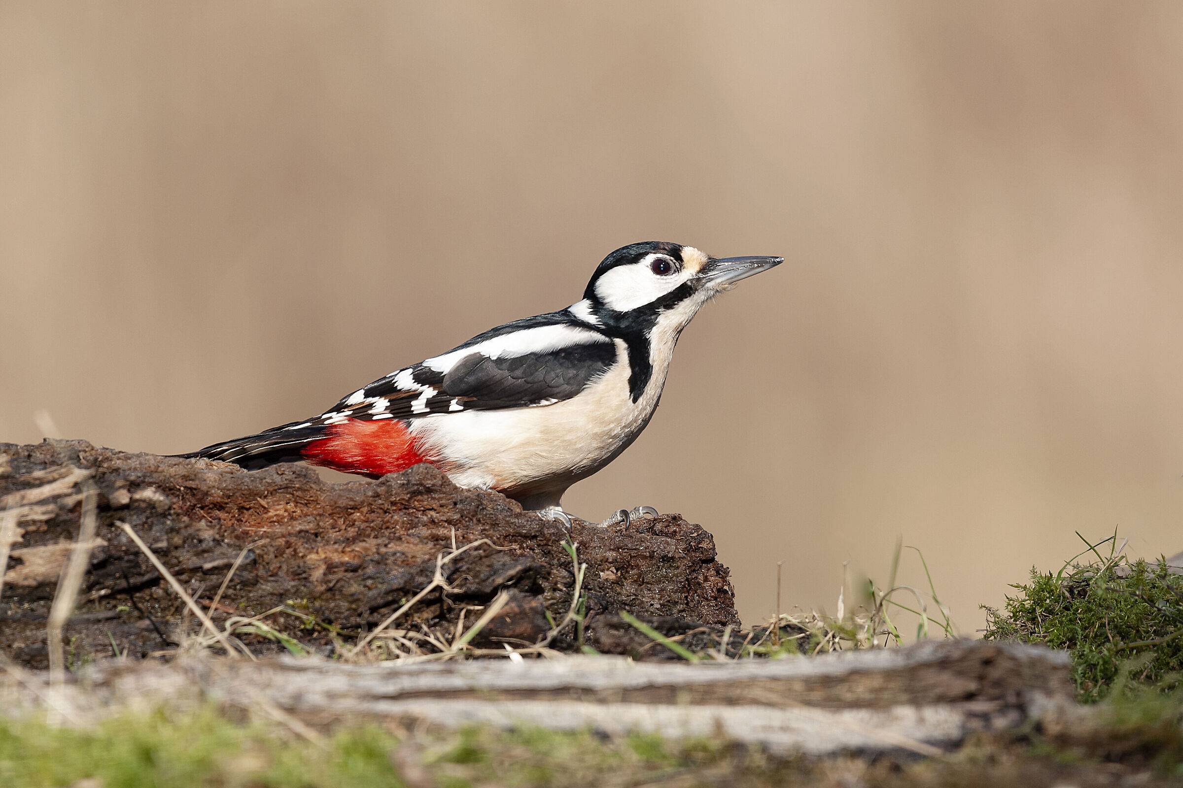 Picchio Rosso Maggiore