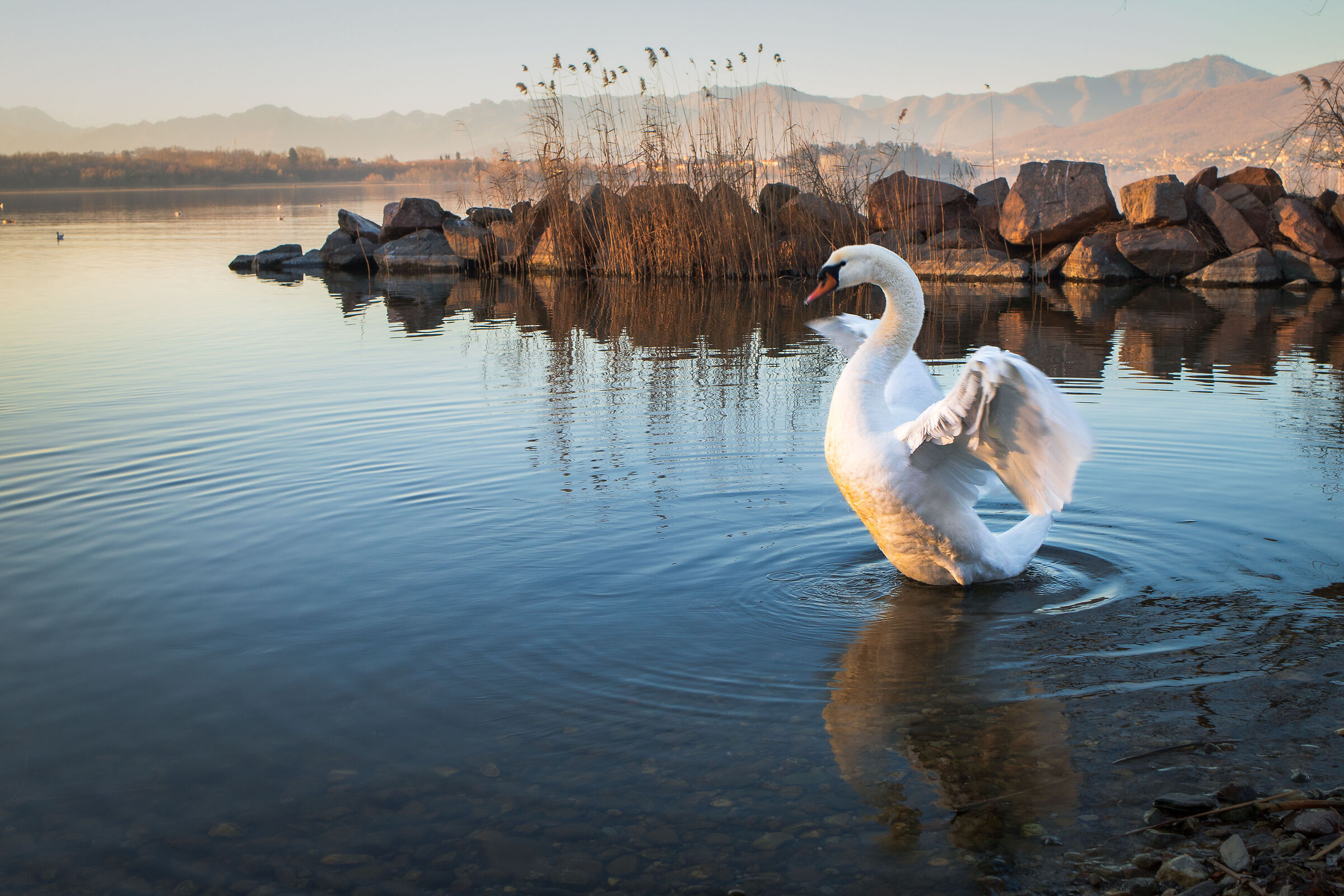 The King of the Lake