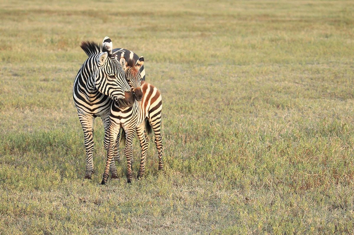 And the horse ........