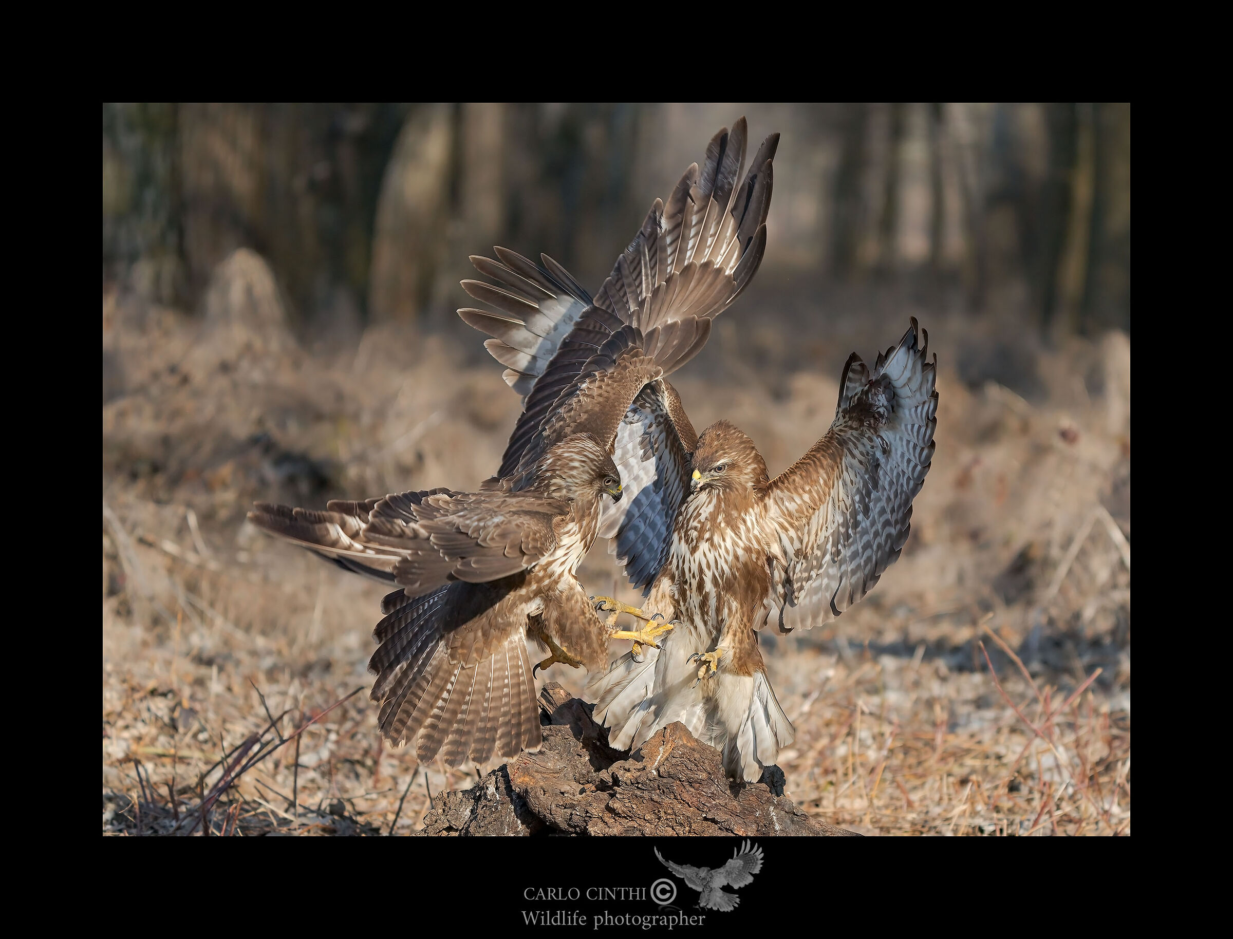 Buzzards