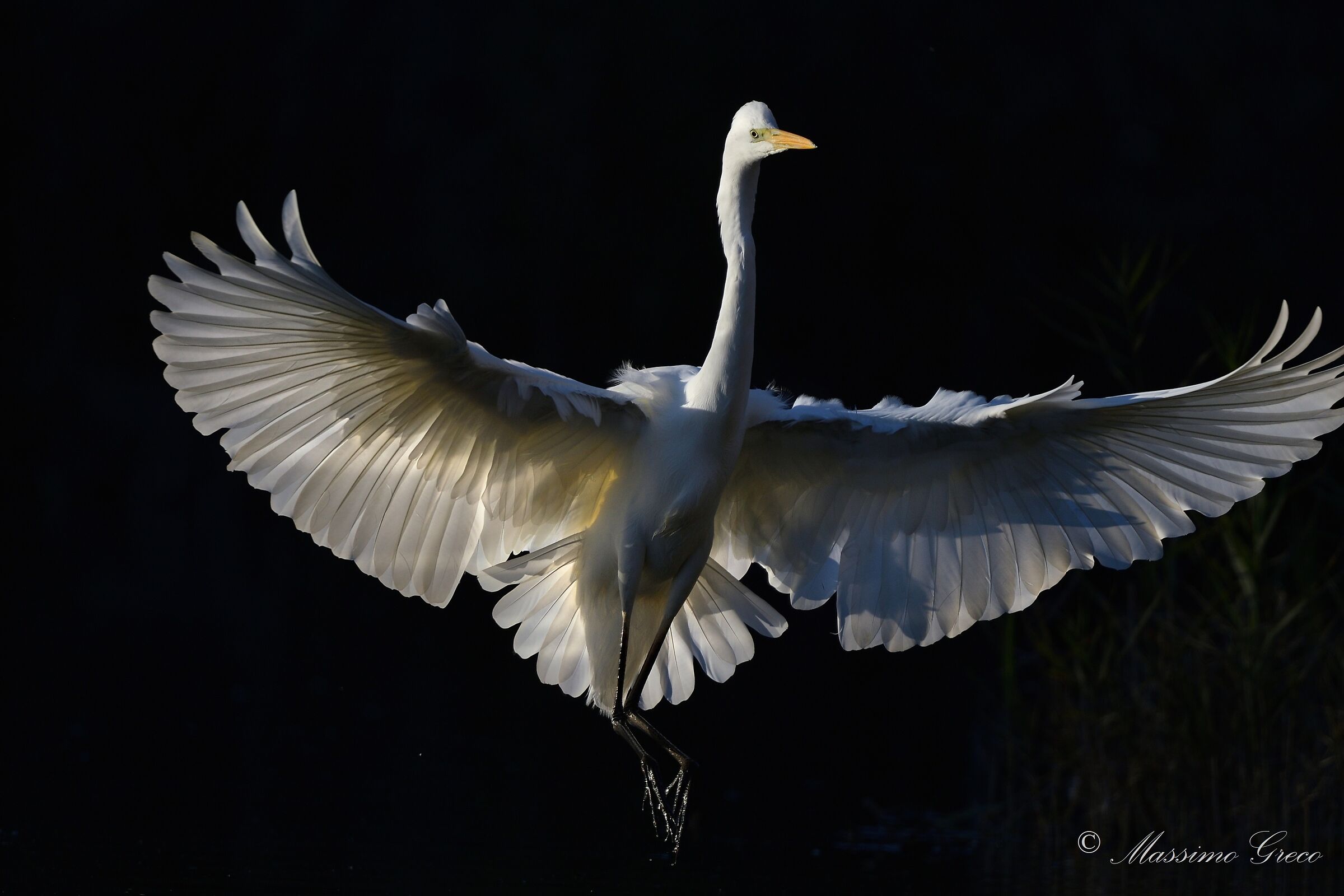 Airone bianco maggiore (Casmerodius albus)