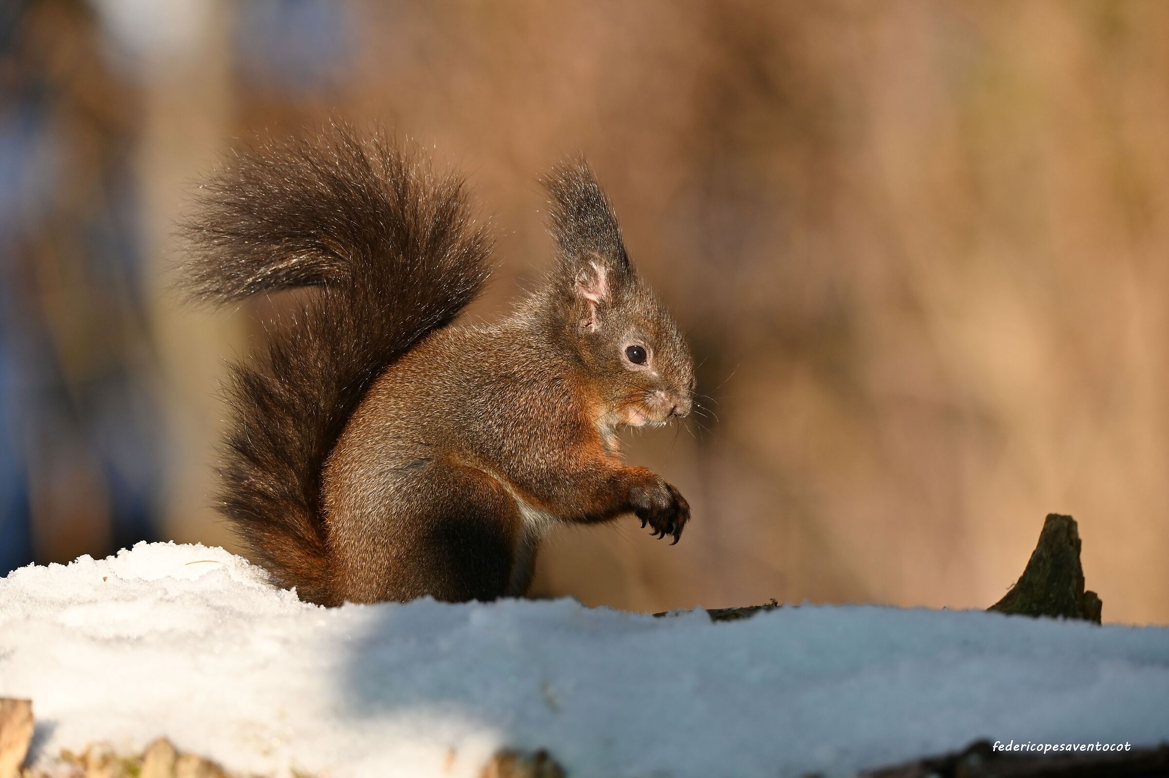 Scoiattolo sulla neve
