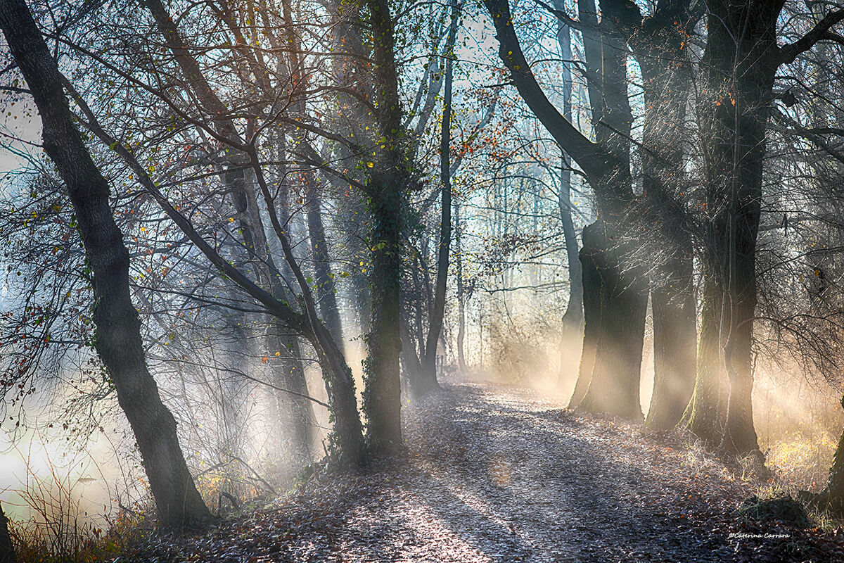 First rays of light in the woods
