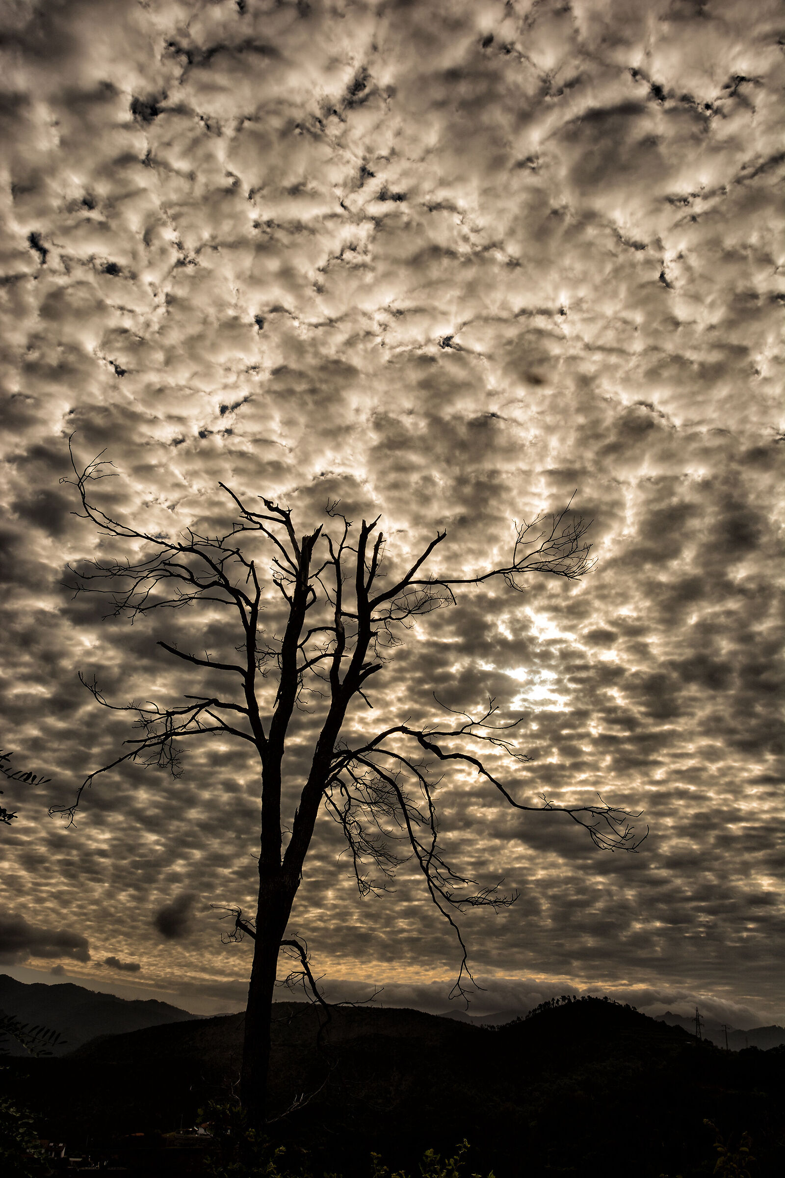 The tree and the sheep sky