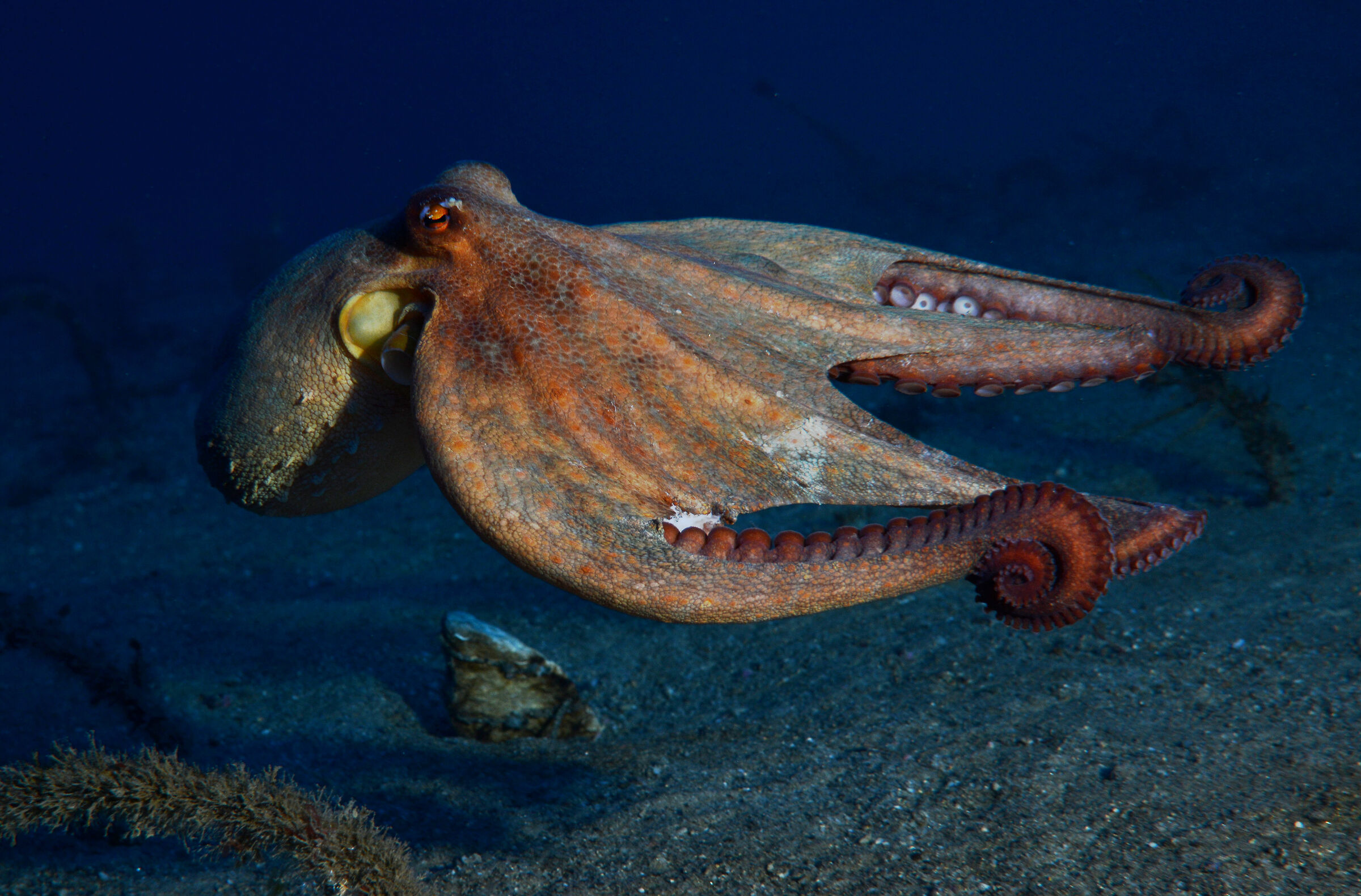 Octopus 3