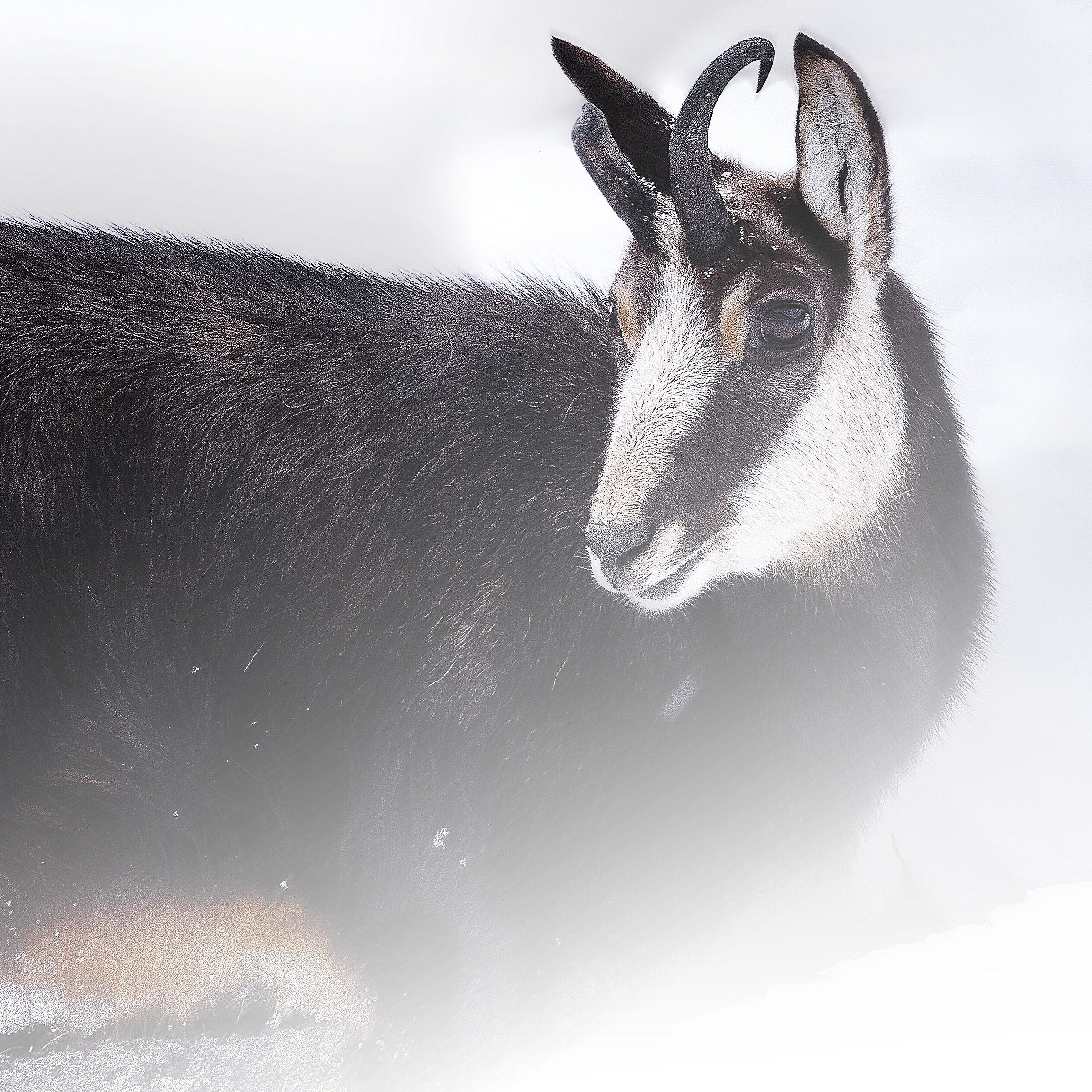 Il profilo migliore*
