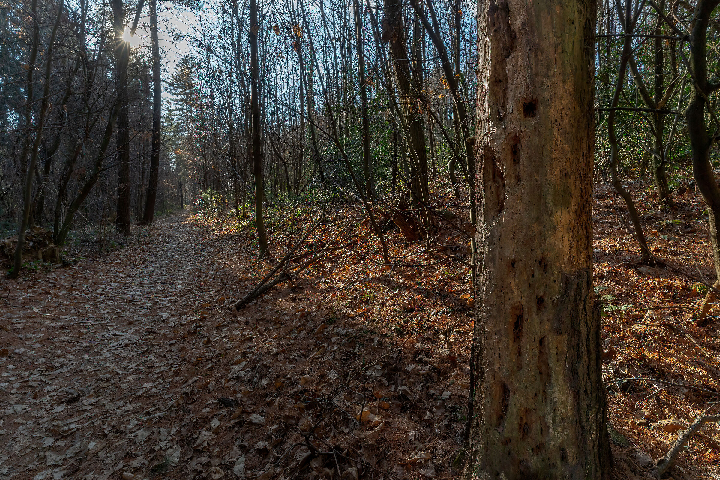Il passaggio del Picchio Nero
