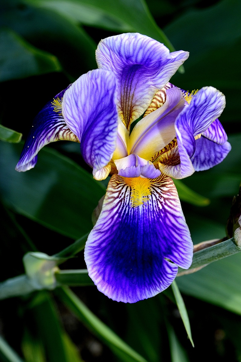 Iris