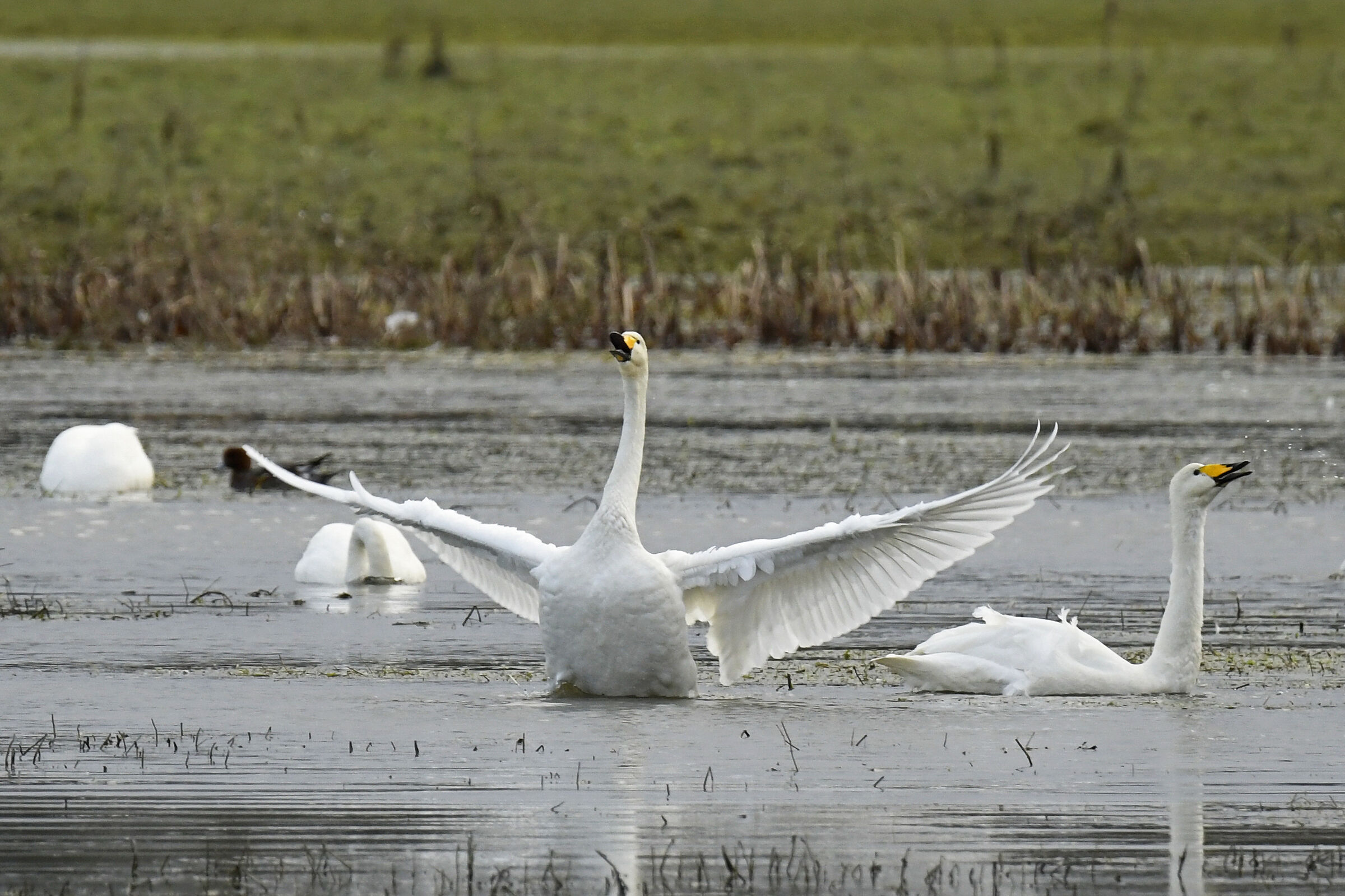 Cigno selvatico