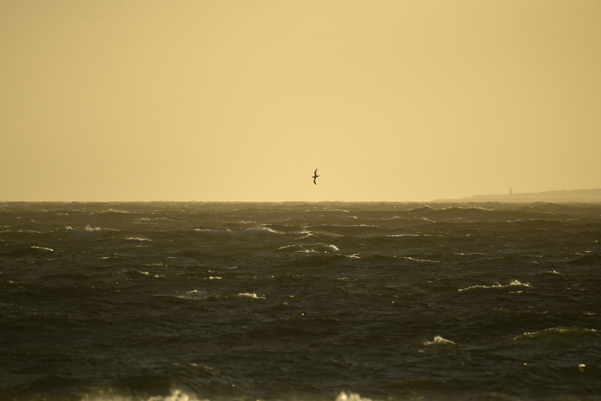 Sula (Gannet)