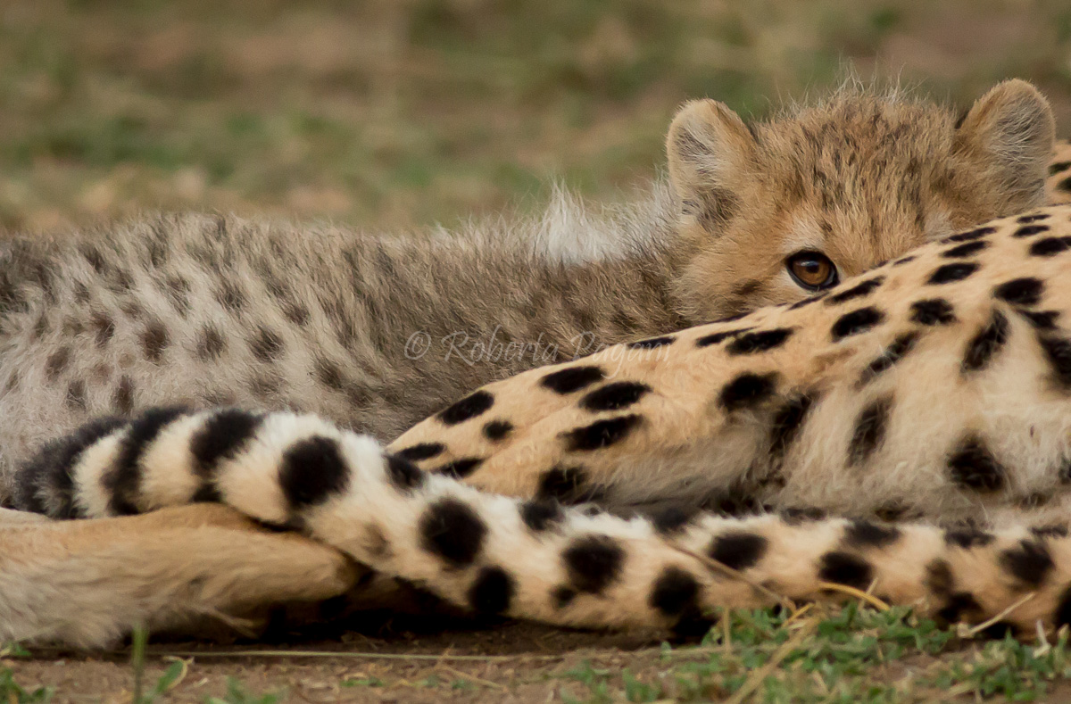 Occhiolino di ghepardo