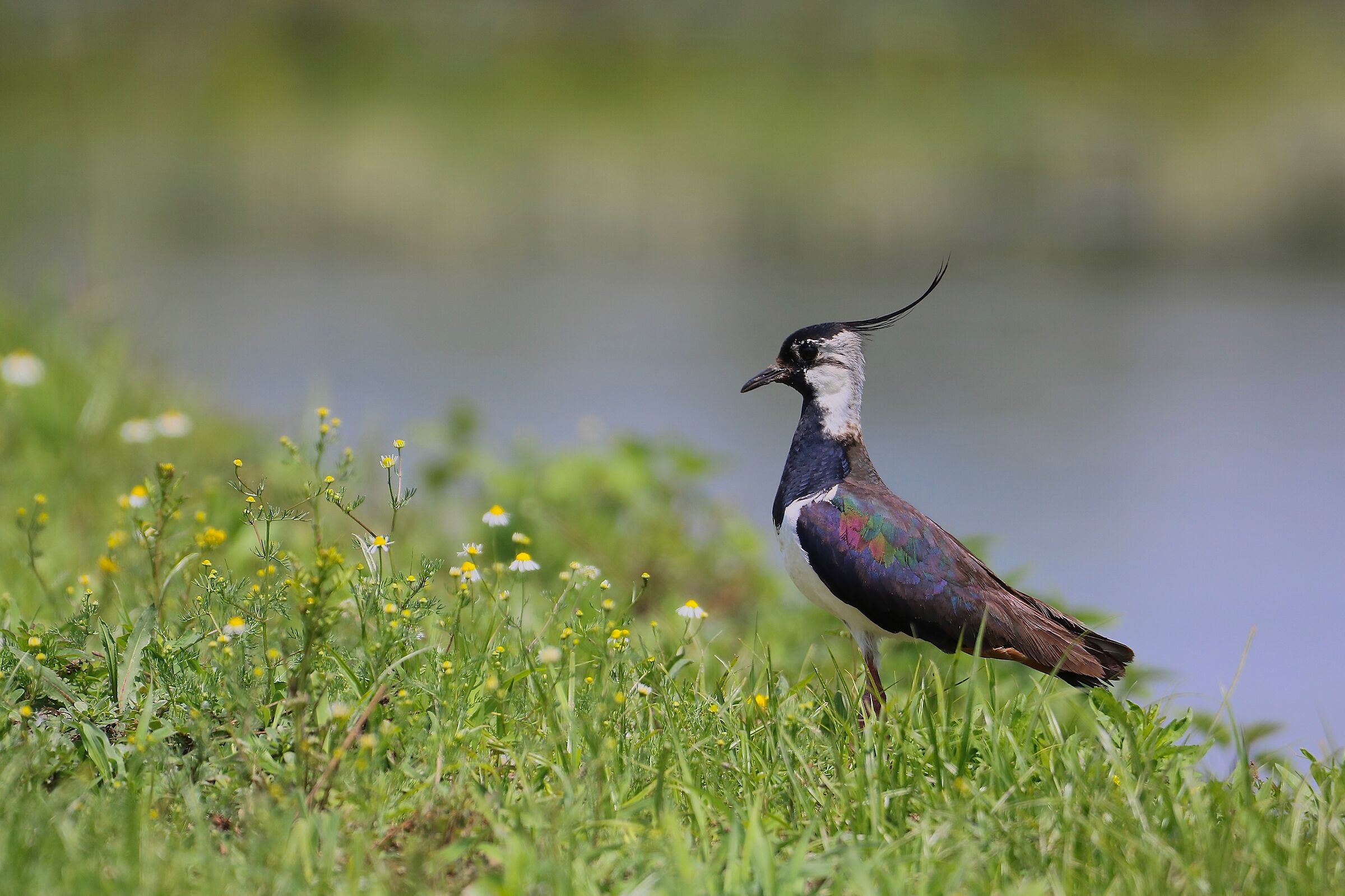 Lapwing