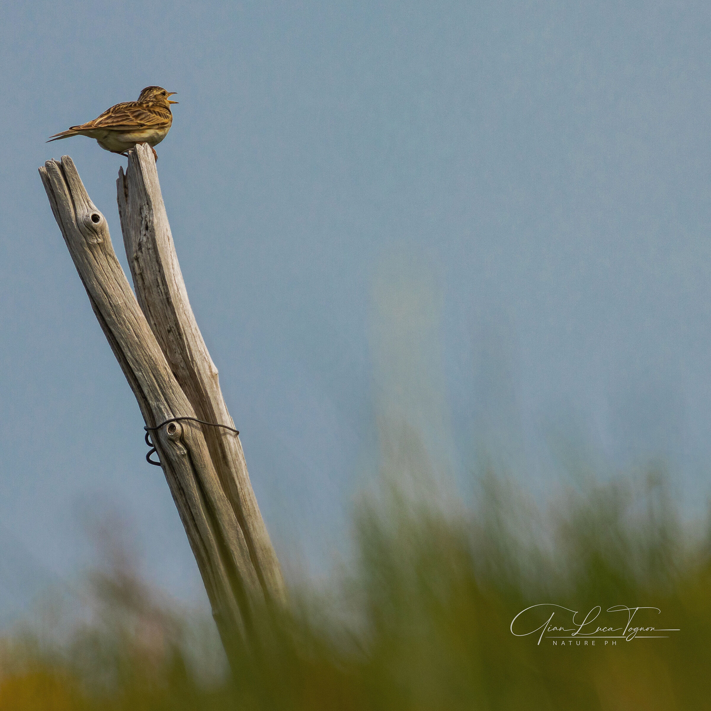 Canto la mia libertà | I sing my freedom