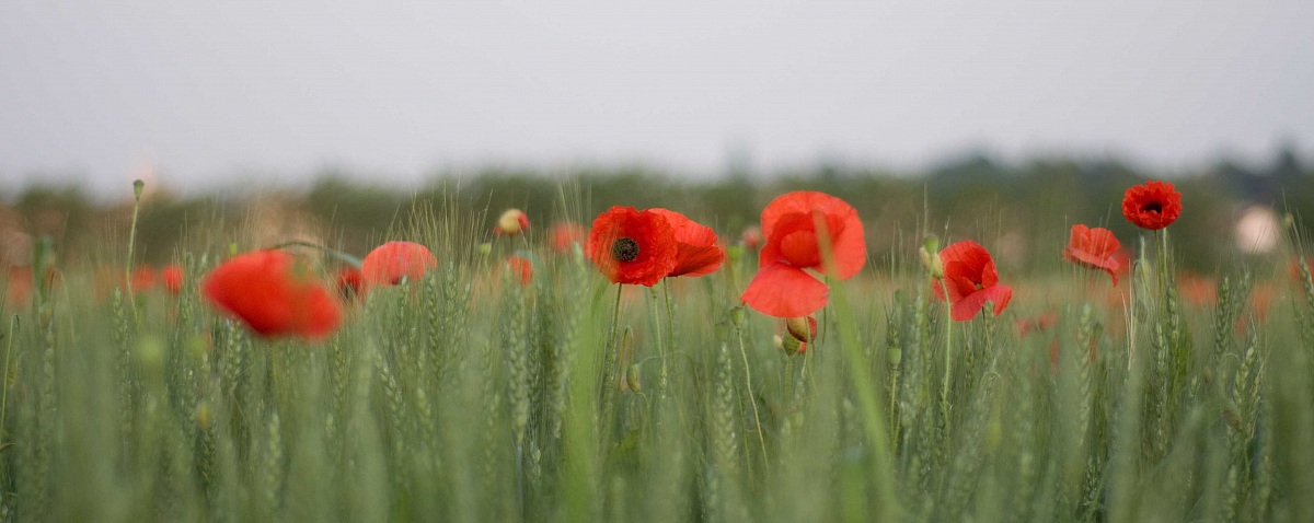 the eye of the poppy