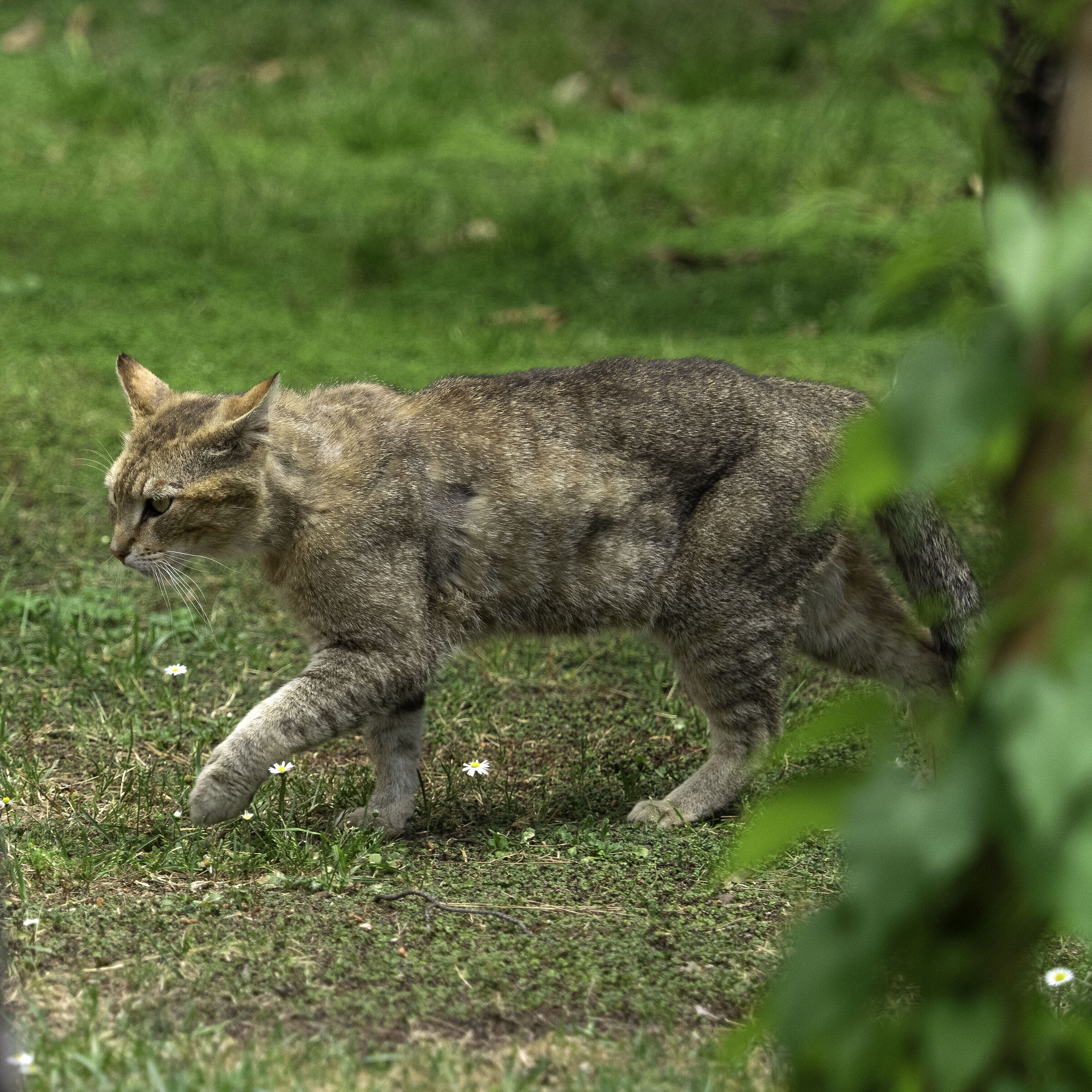 Thoughtful cat, expensive meal