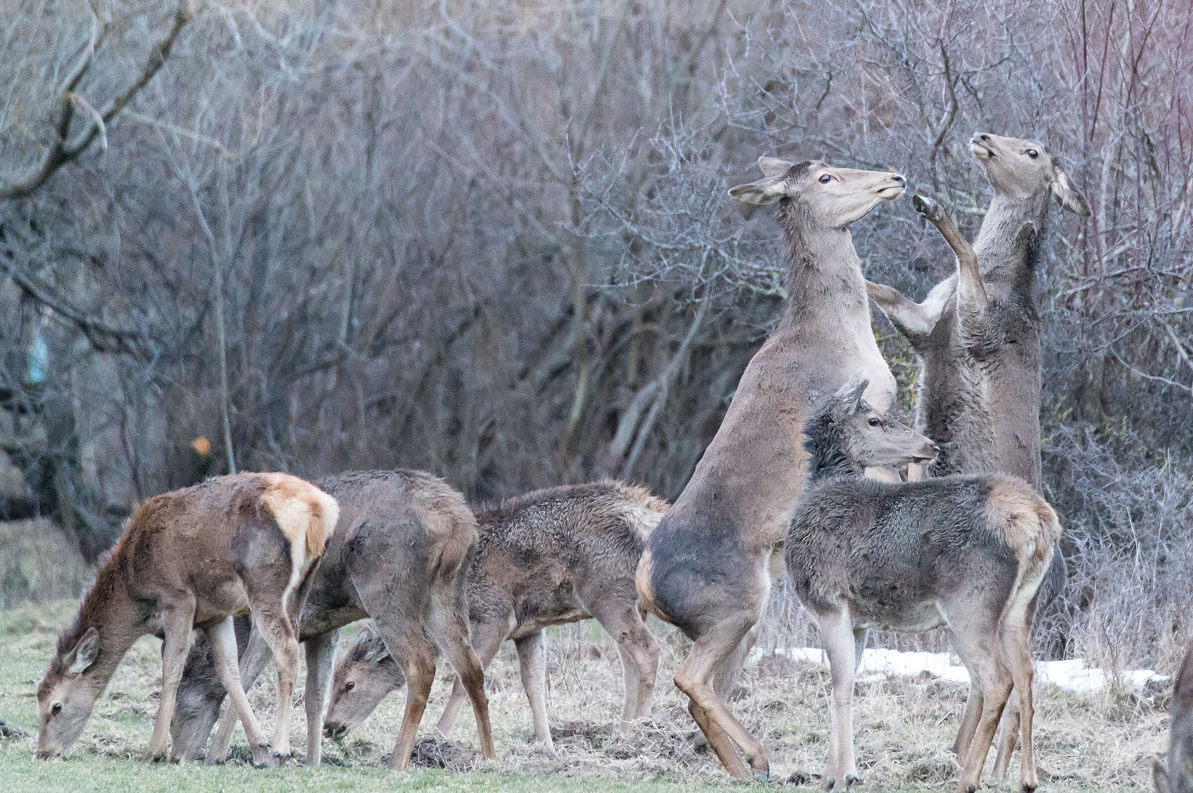deer fight