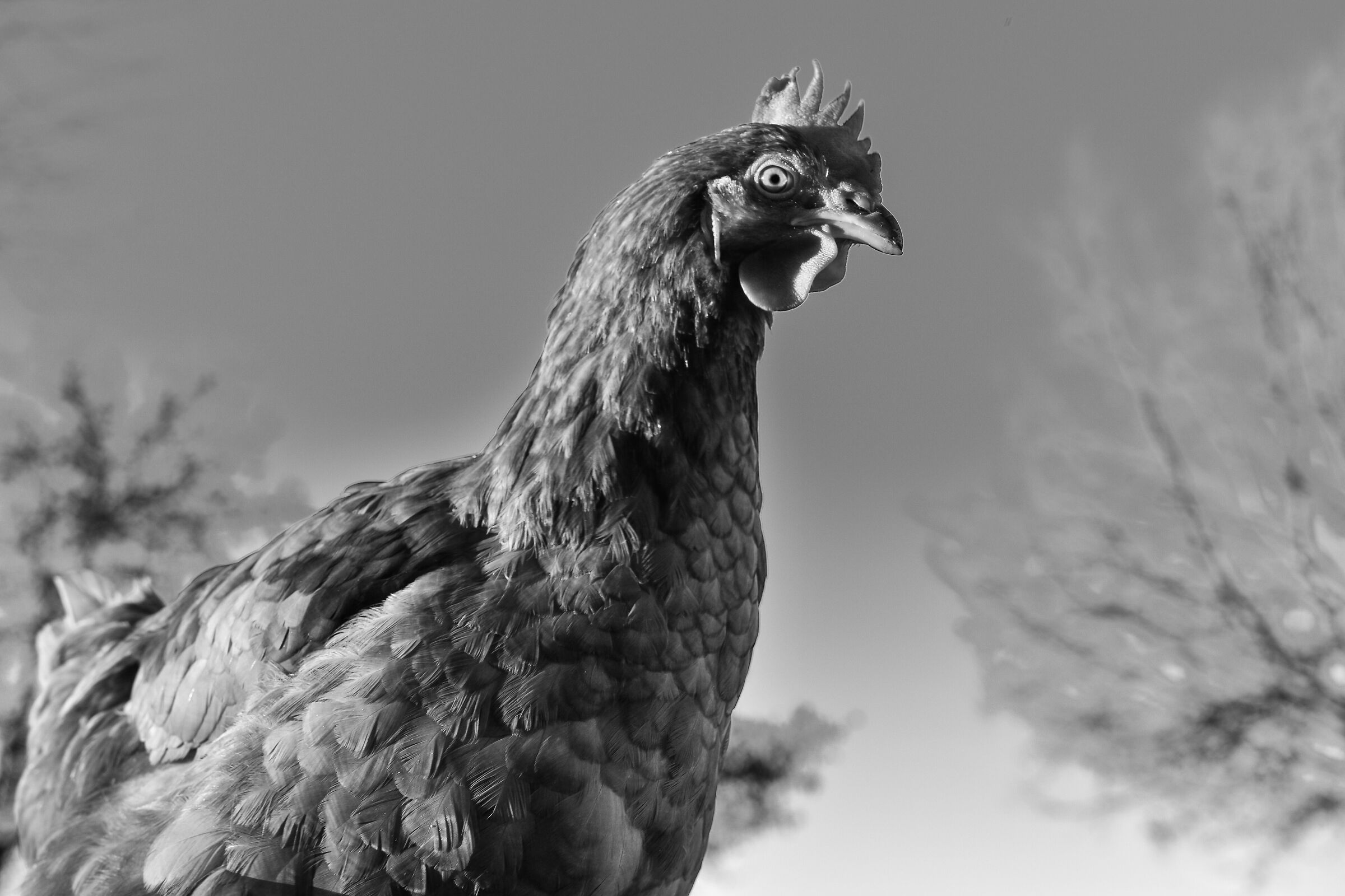 gallina in perlustrazione.