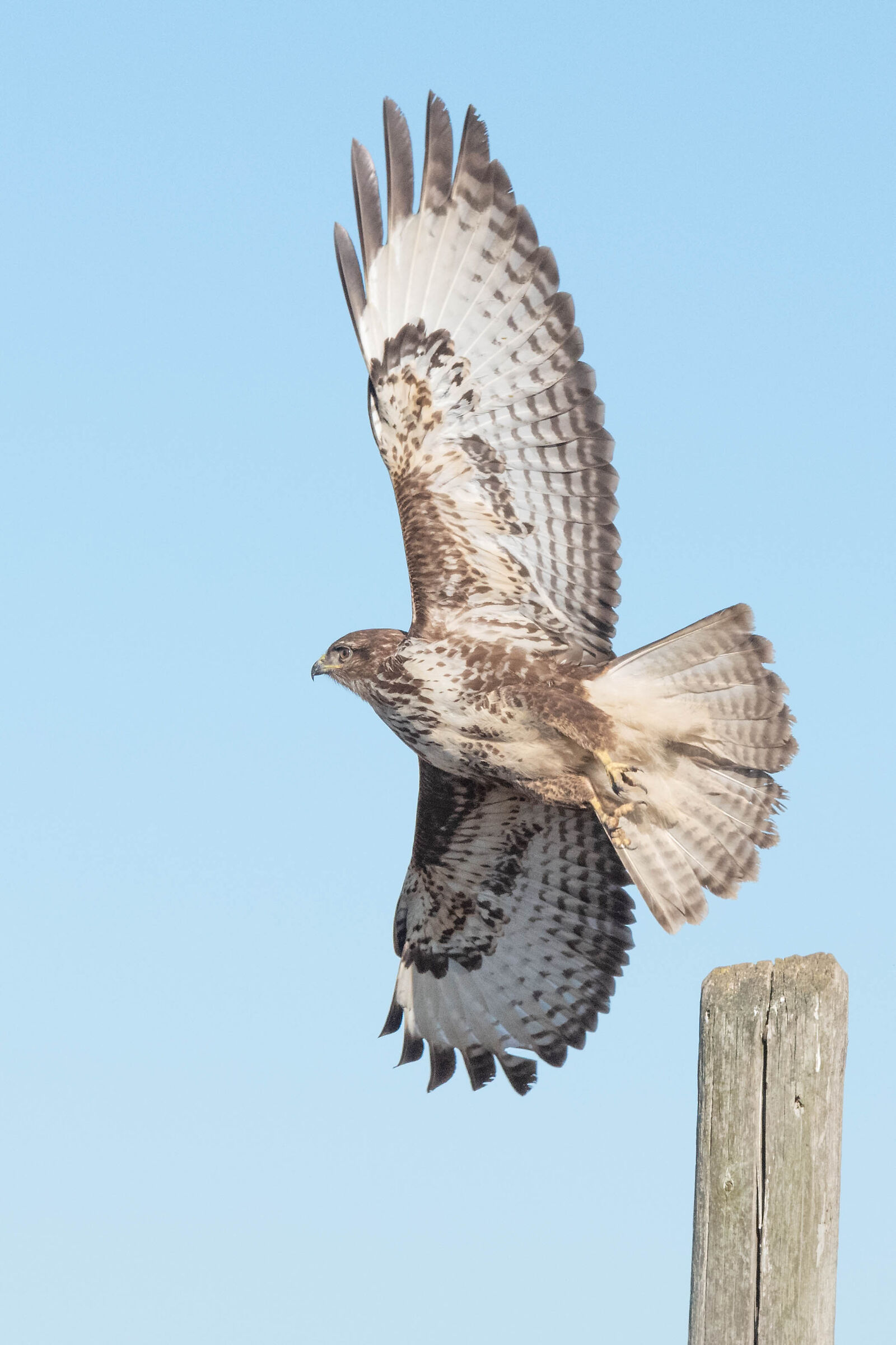 Buzzard