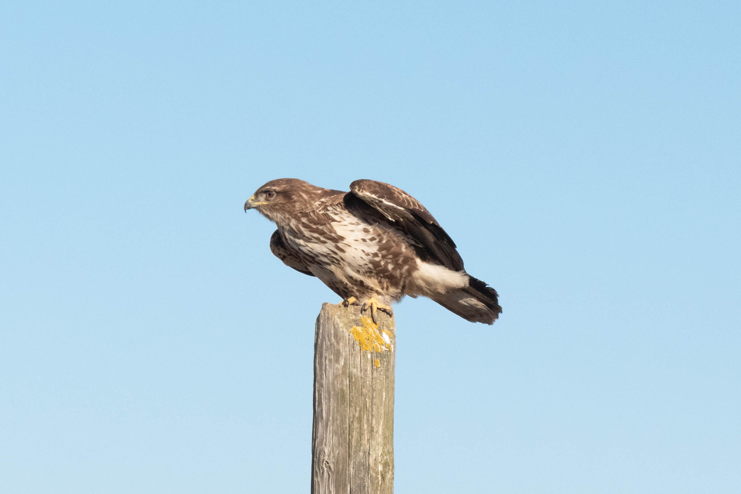 Buzzard