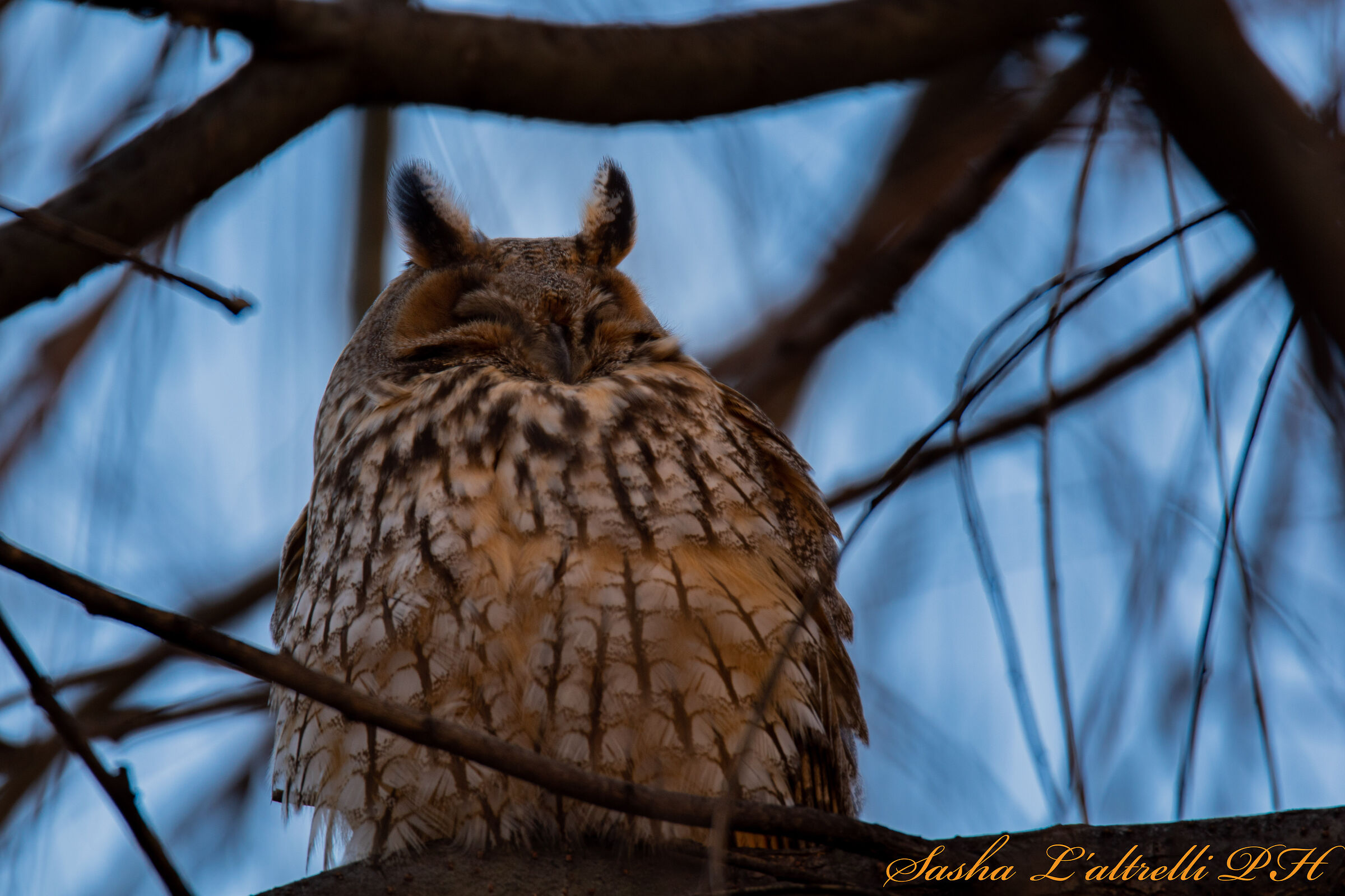 Gufo dormiente con 600 mm