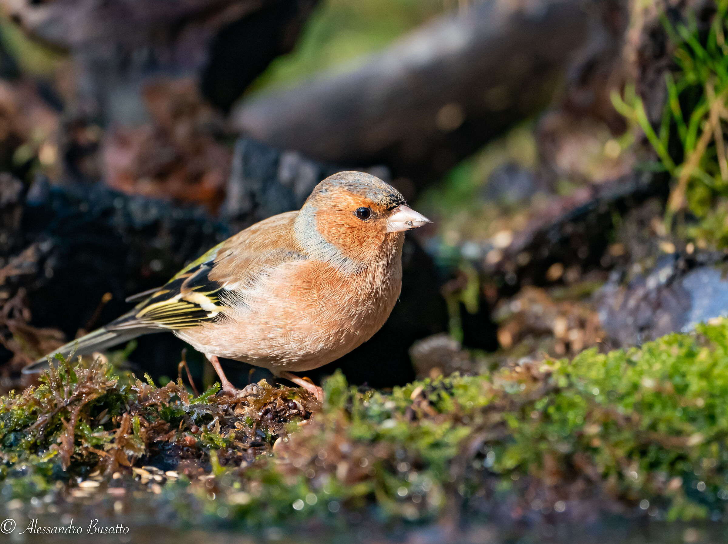 Chaffinch