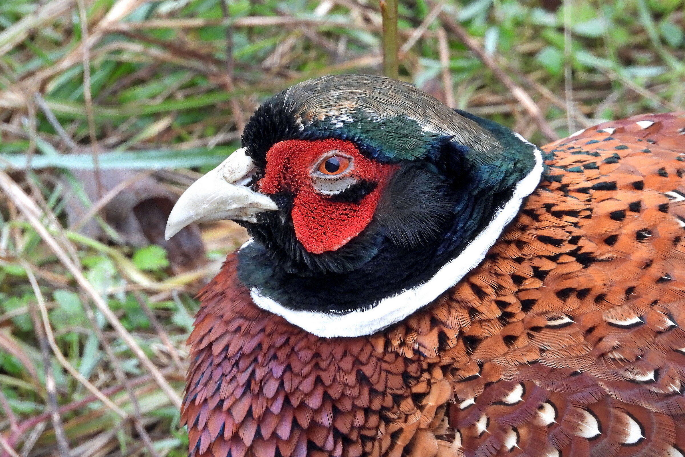 Pheasant close-up