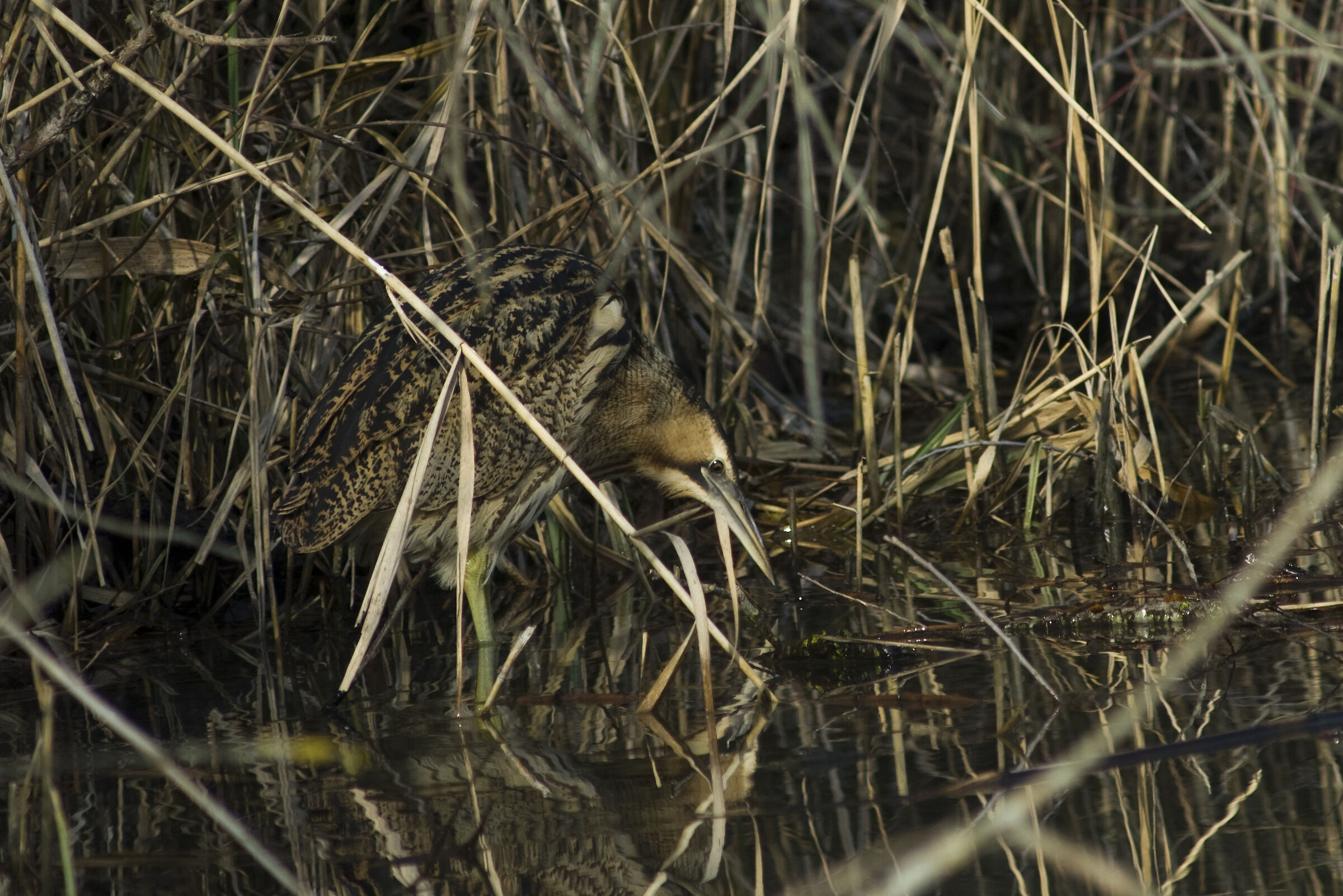 Bittern