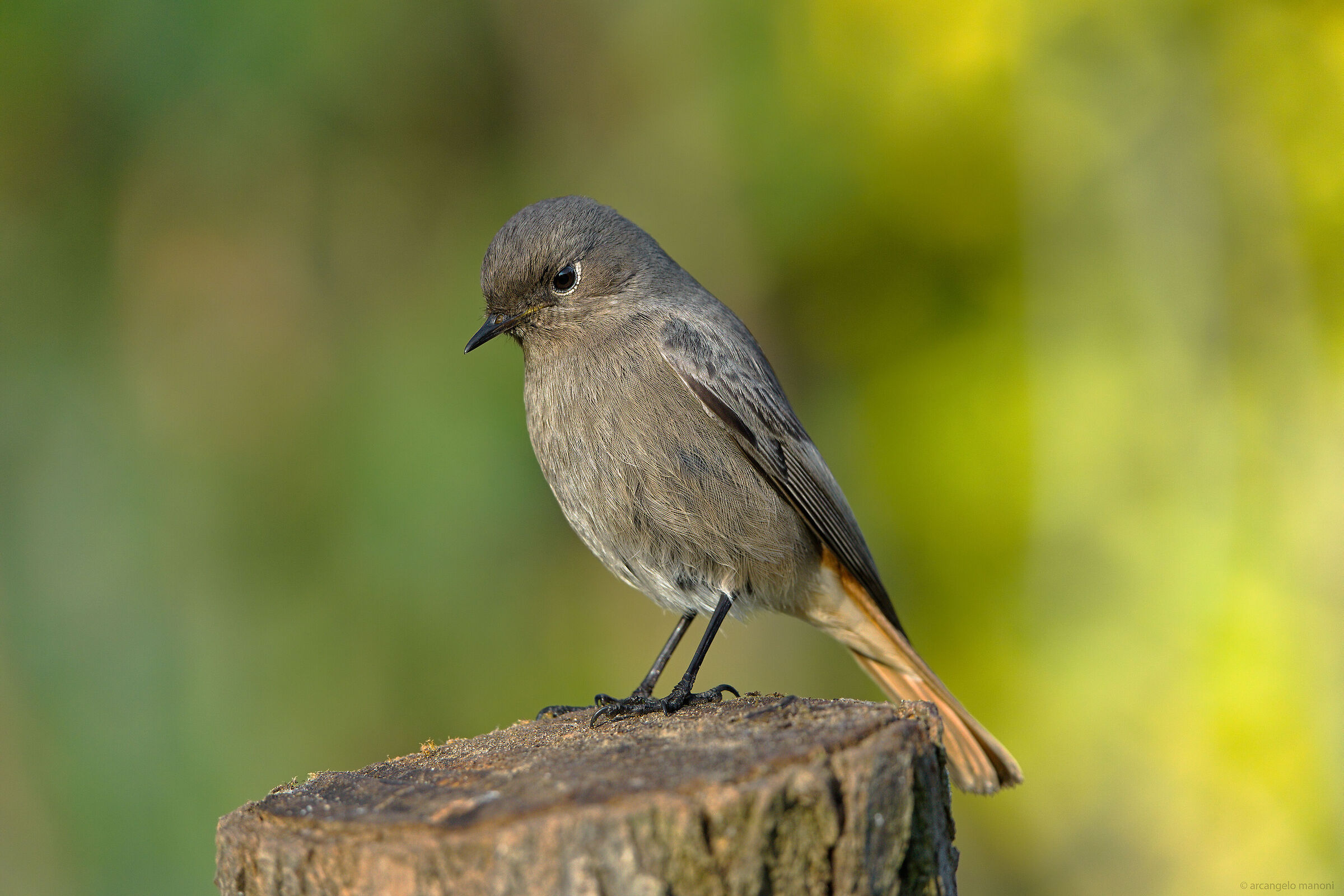 The last redstart