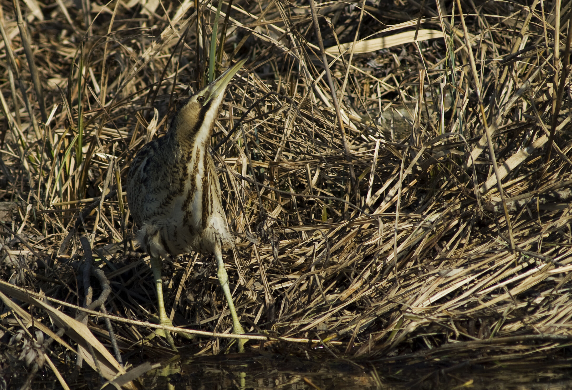 Bittern