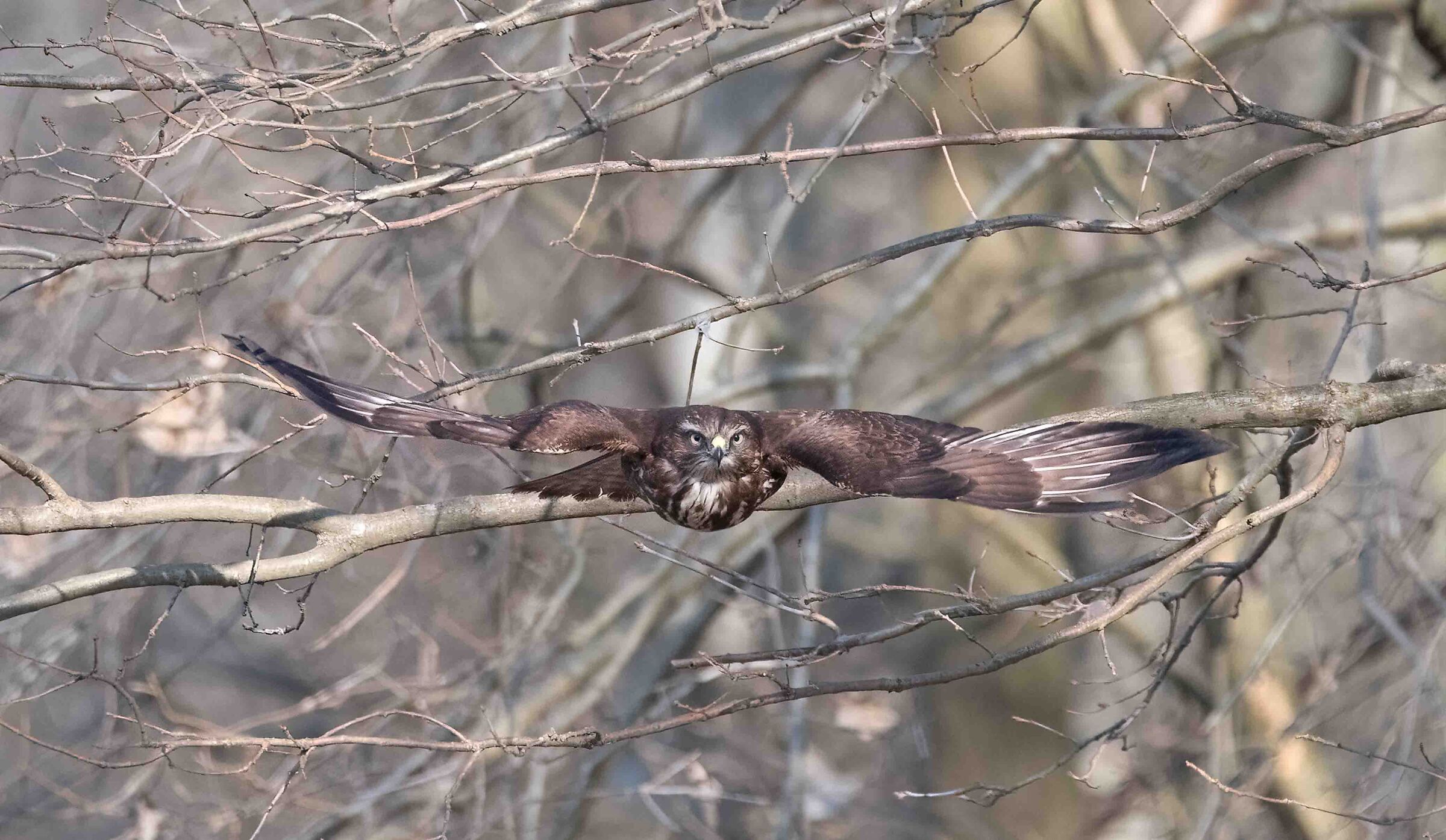 BUZZARD TAKING OFF