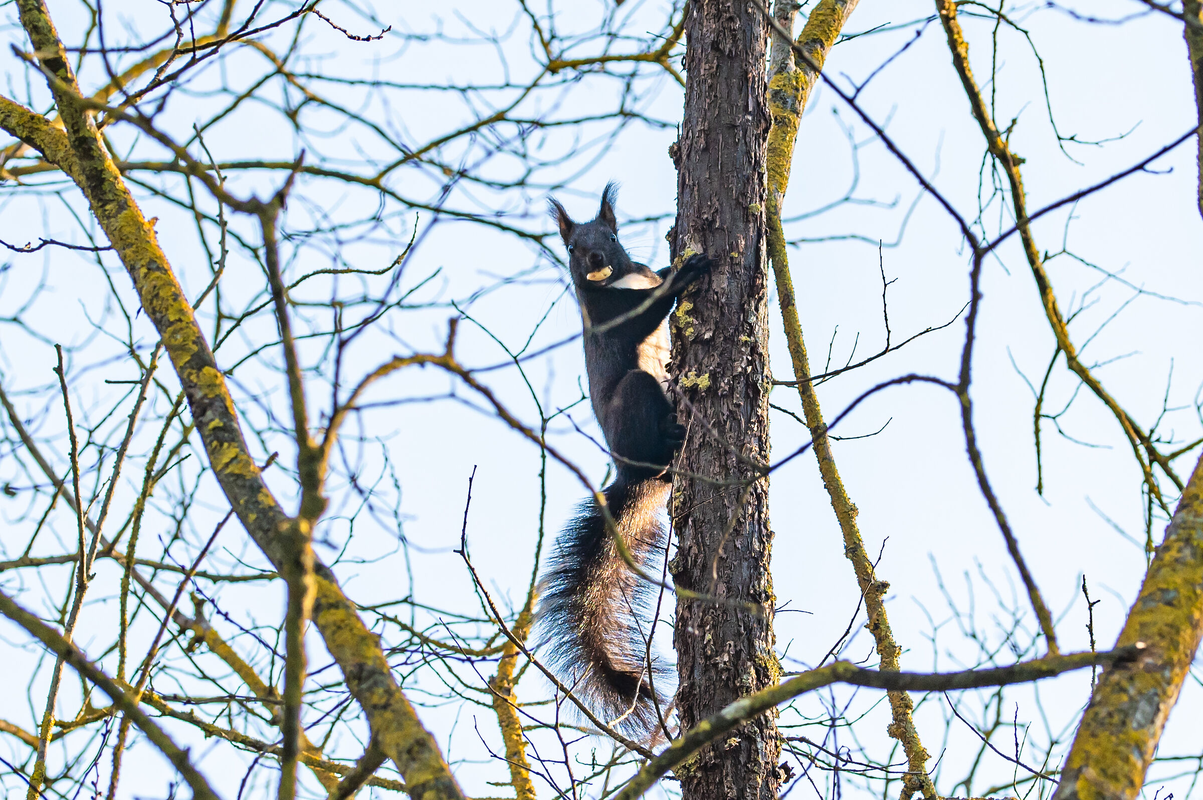 Scoiattolo sciurus meridionalis