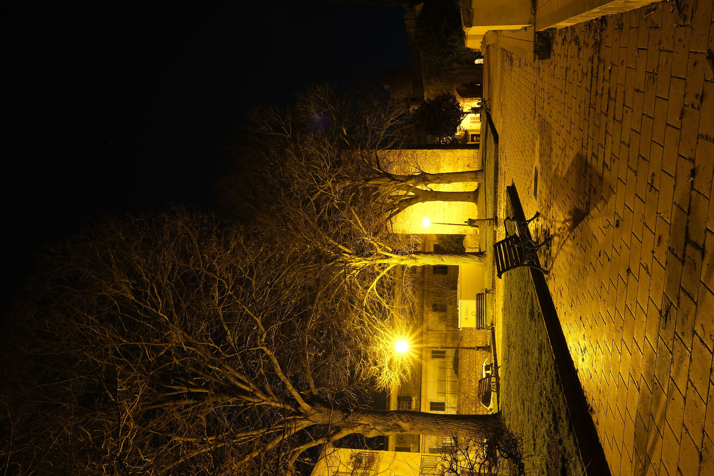 Garden in the evening