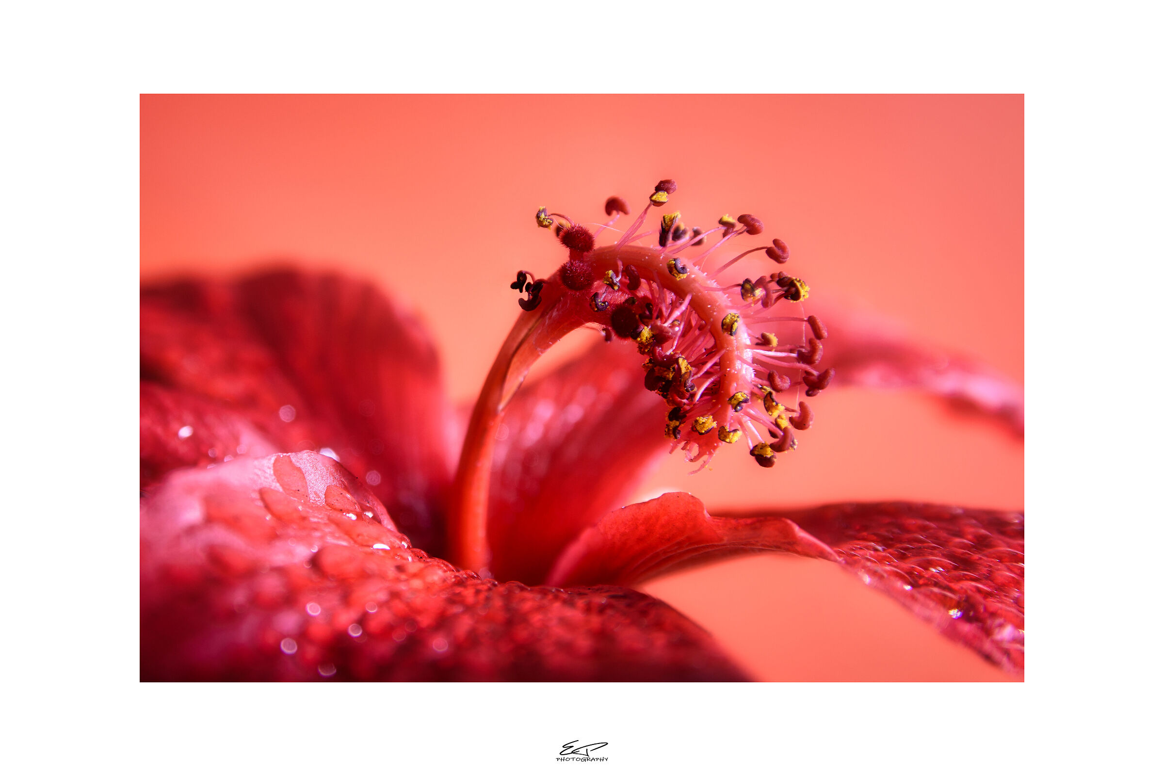 Hibiscus