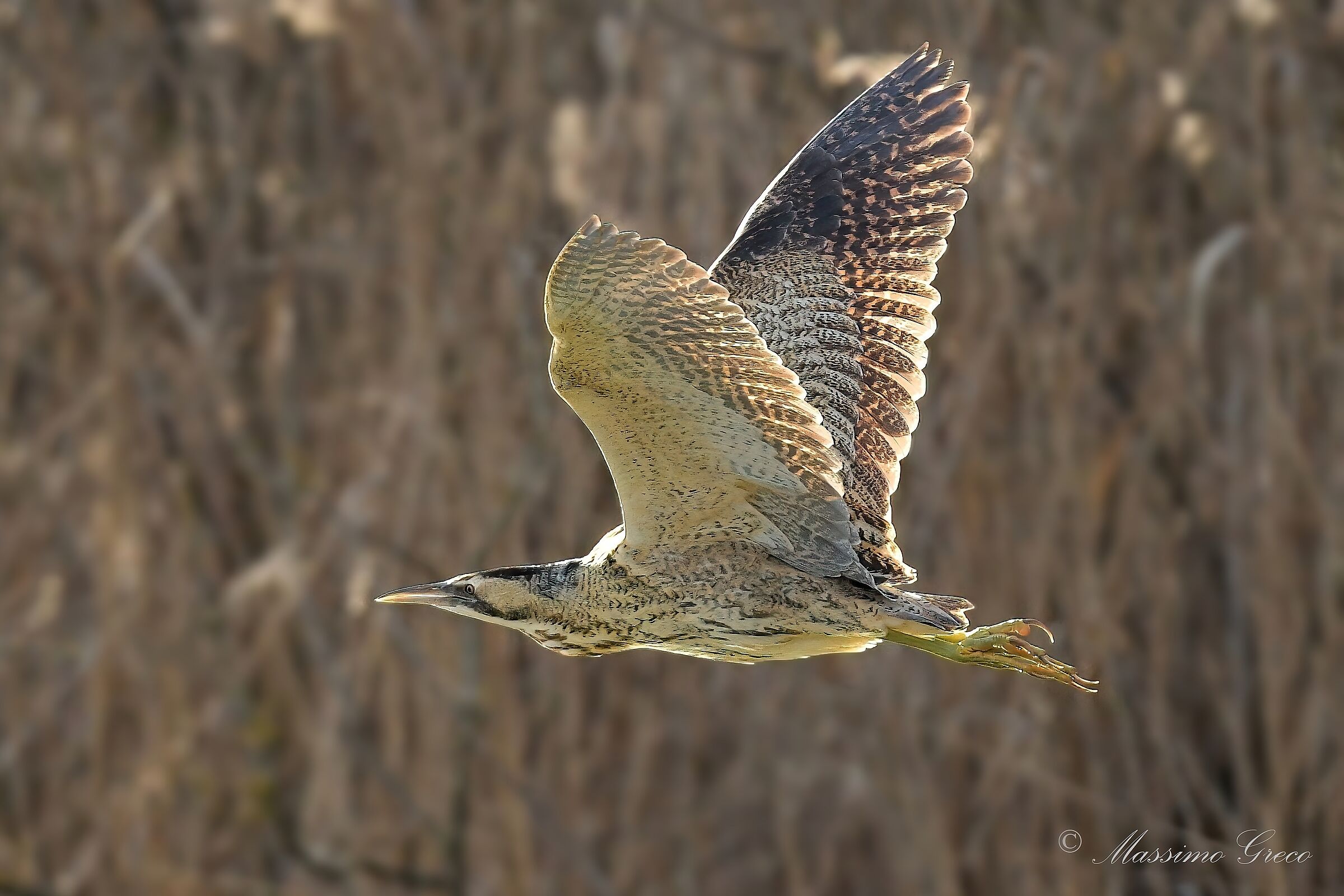 Bittern (Botaurus stellaris)