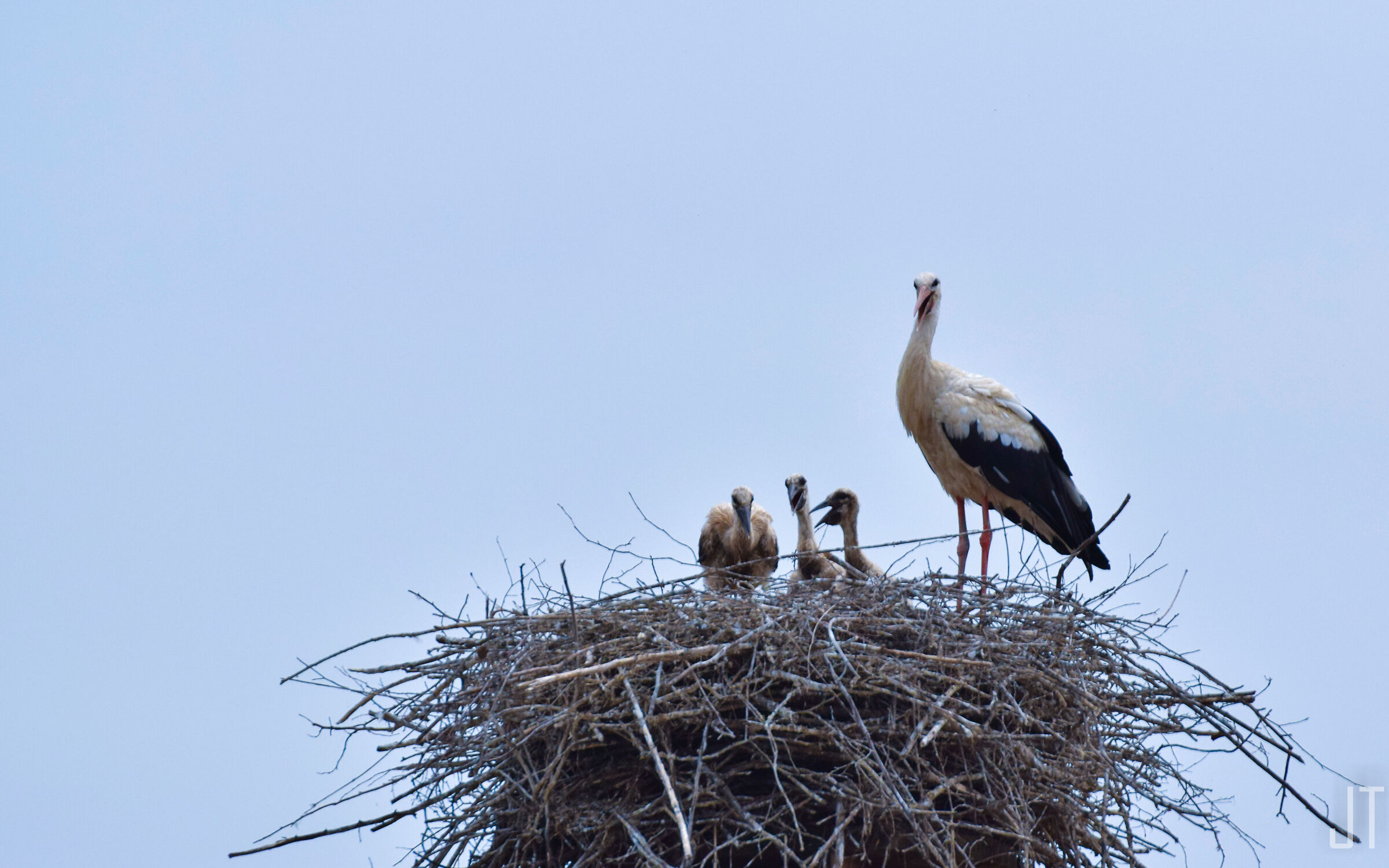 Storks