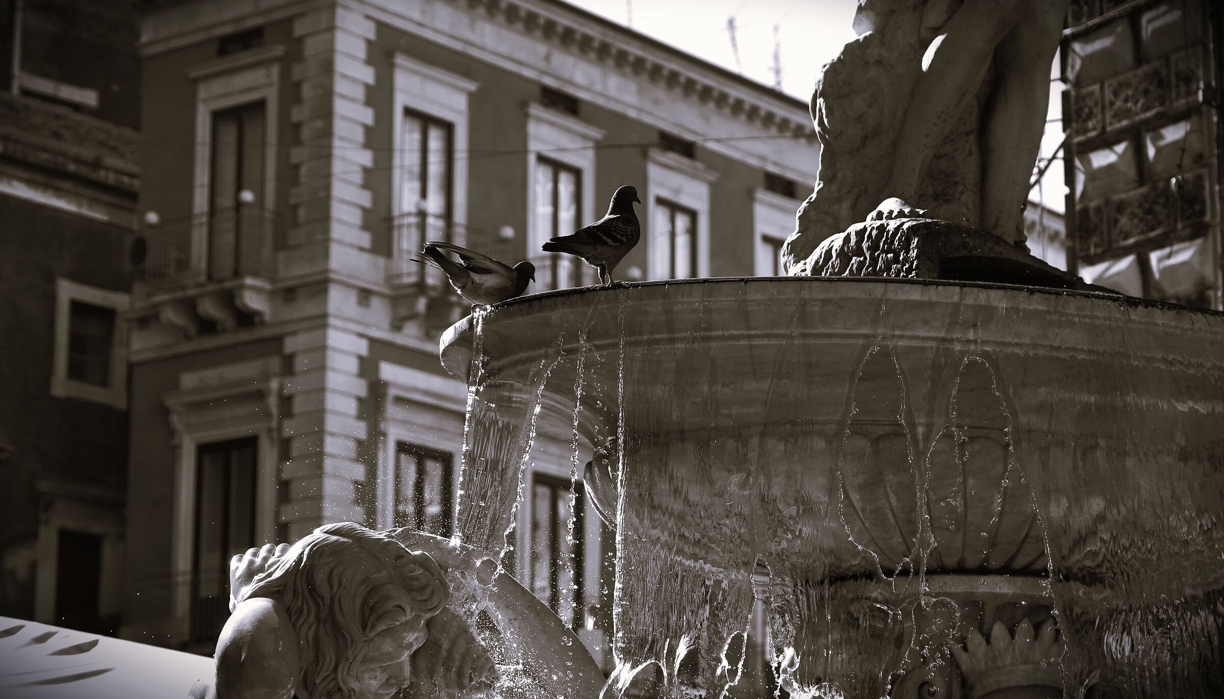 Piccioni al rinfresco