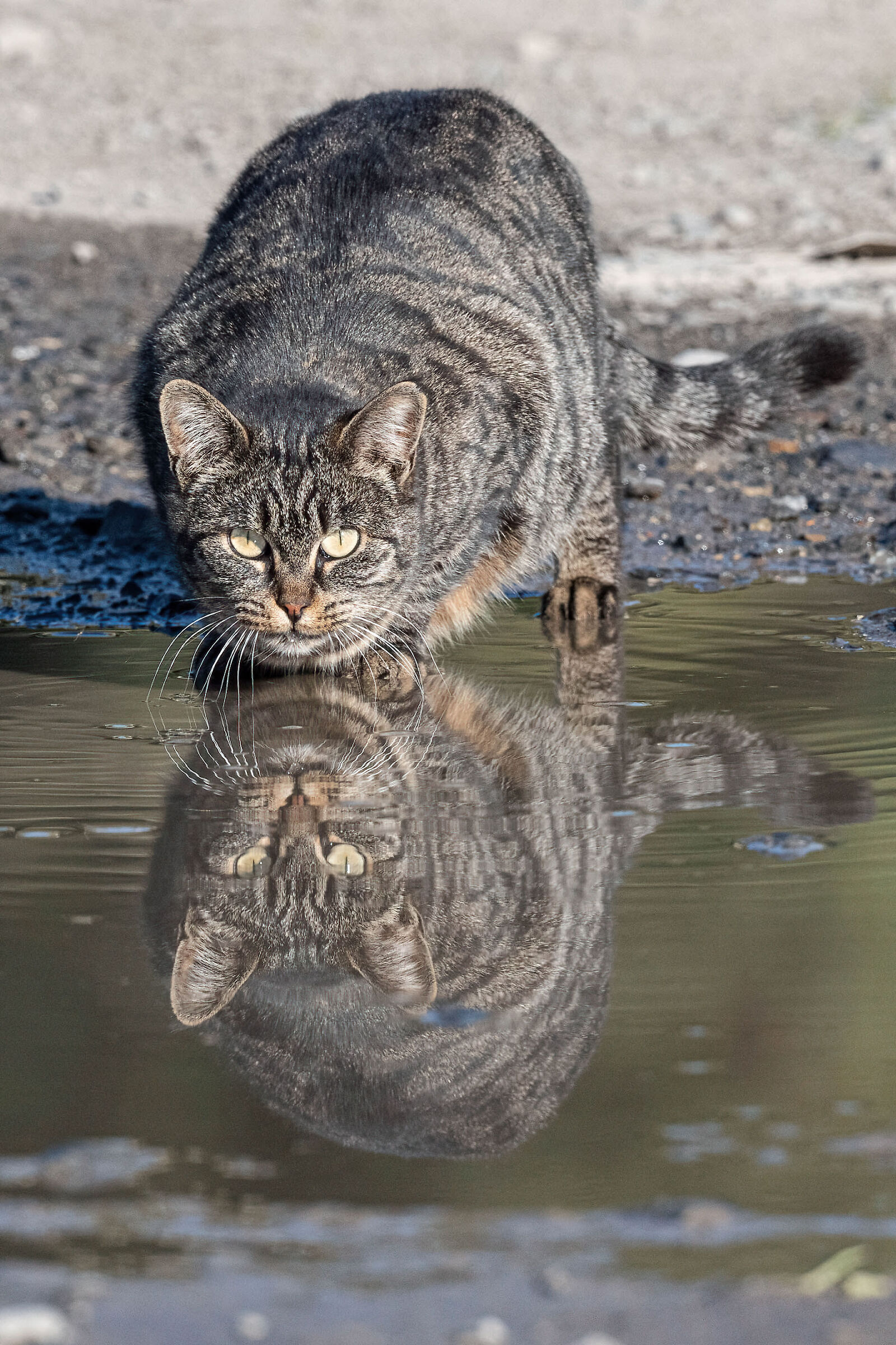 Cat. Reflections